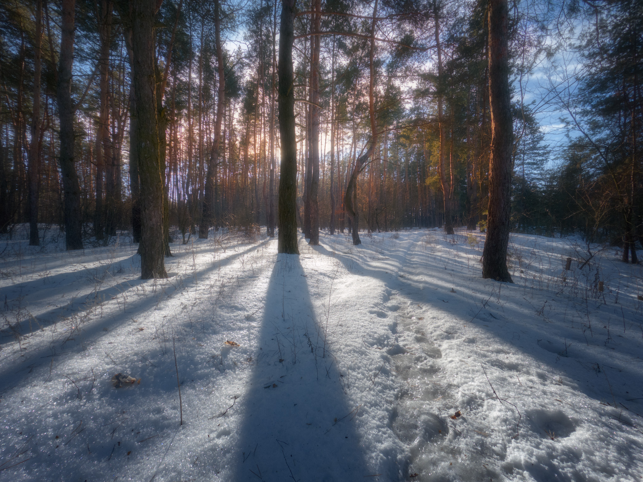 Winter forest