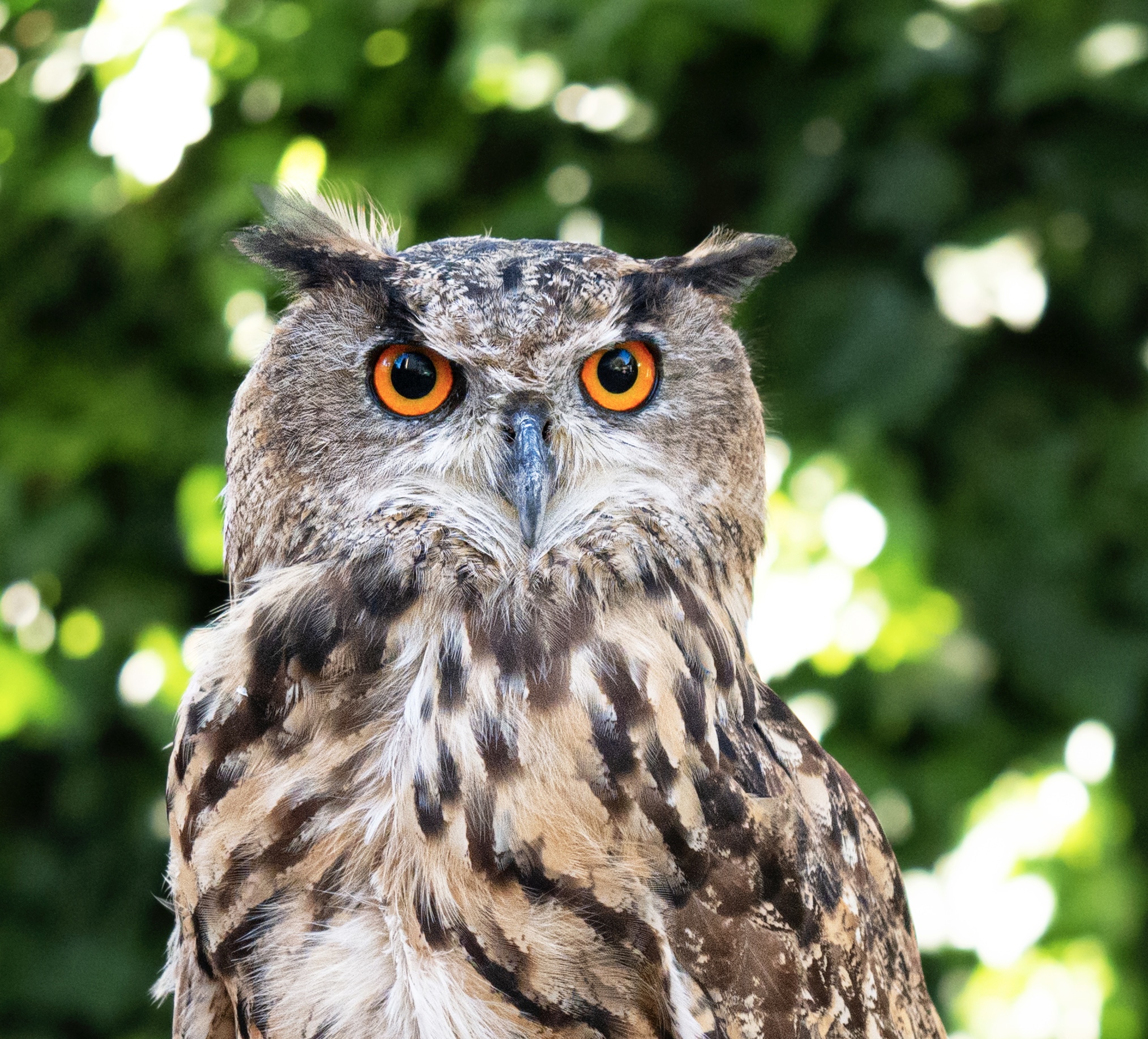 European eagle owl