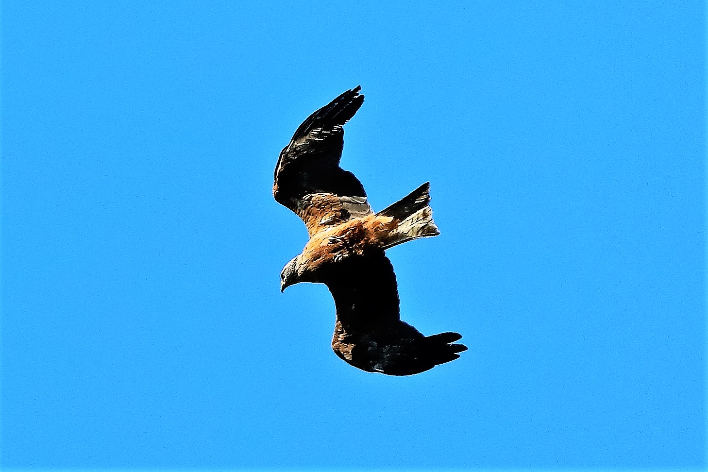 Nibbio bruno 30-07-2022