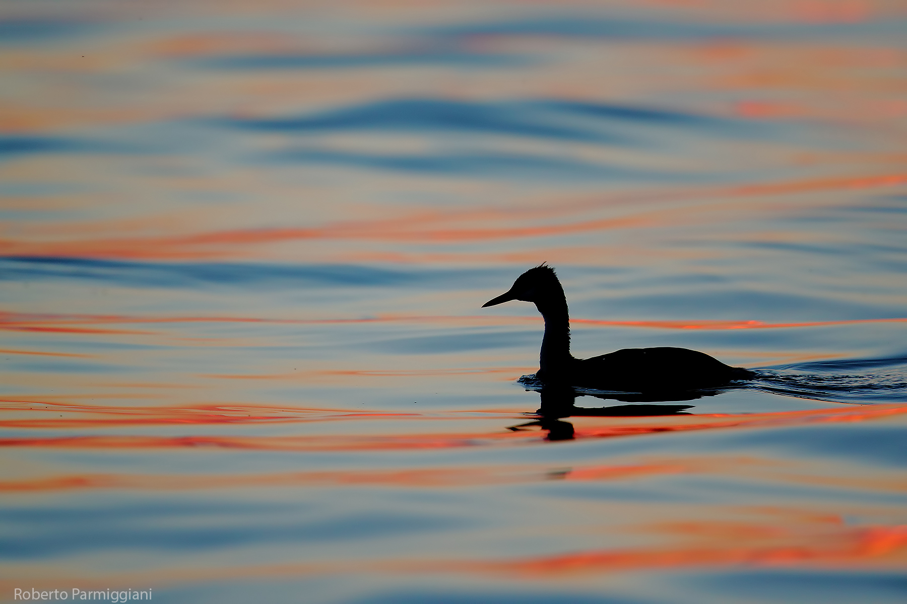 Impressionist Grebe