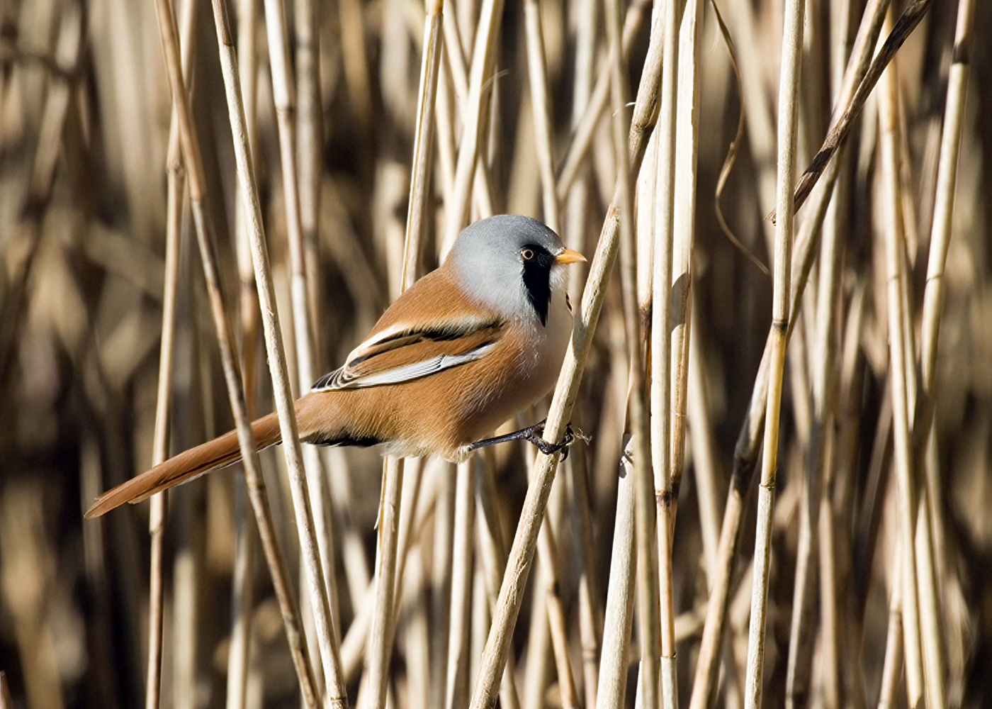 Bearded Tit