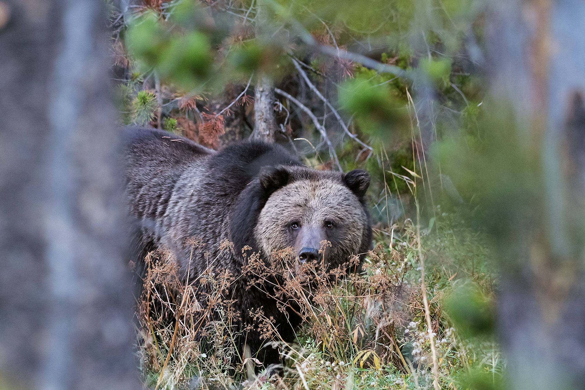 Grizzly (Ursus arctos)
