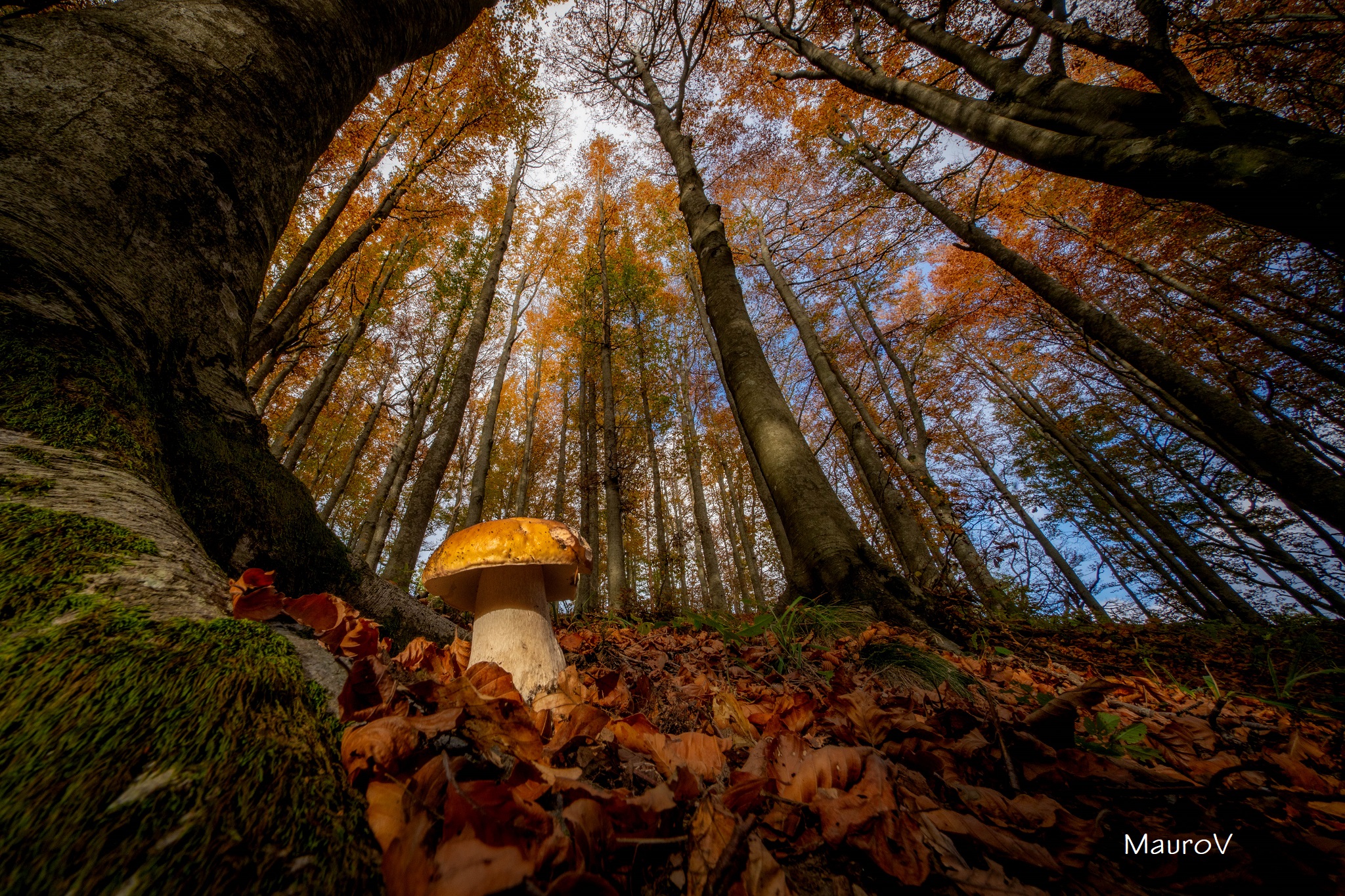 Magical beech forest