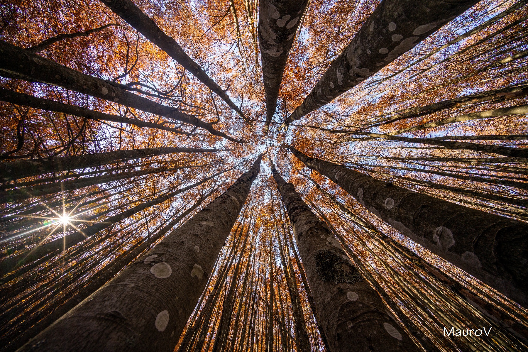 Reaching out to the sky