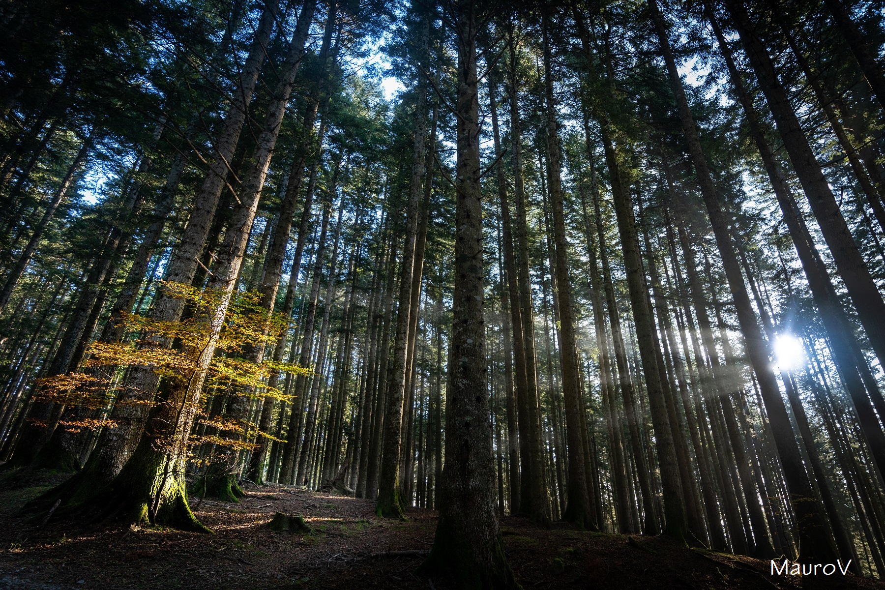 Small beech among giants