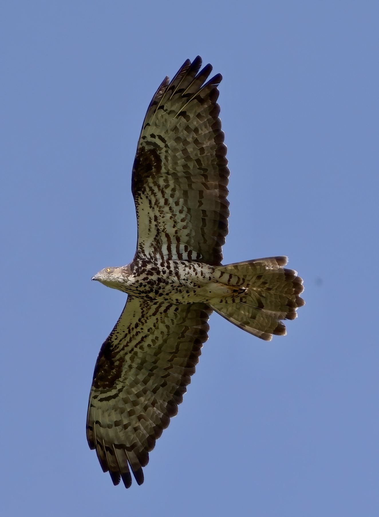 Falco pecchiaiolo