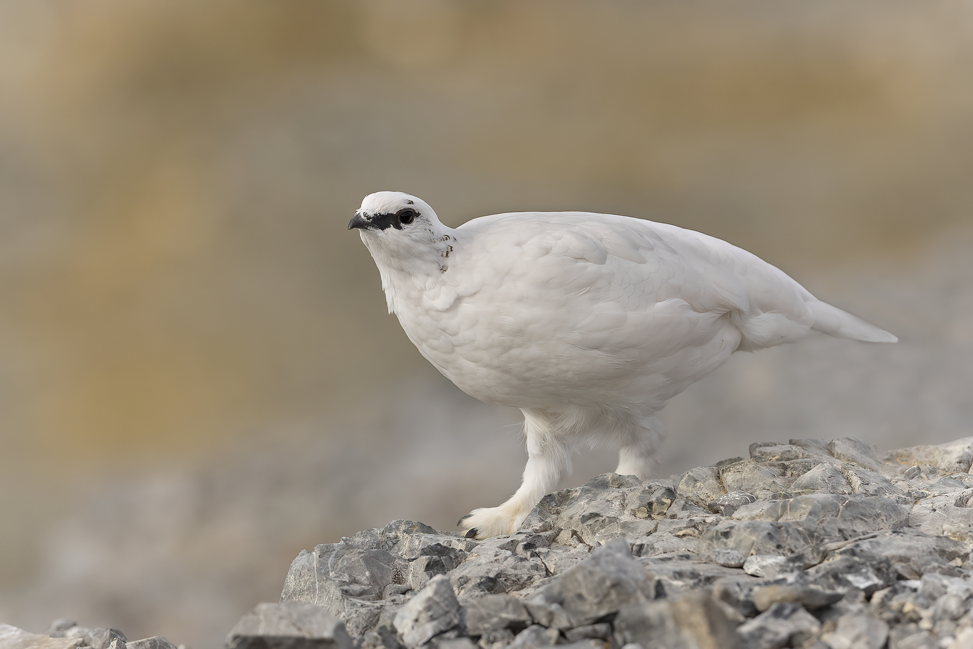 pernice bianchissima