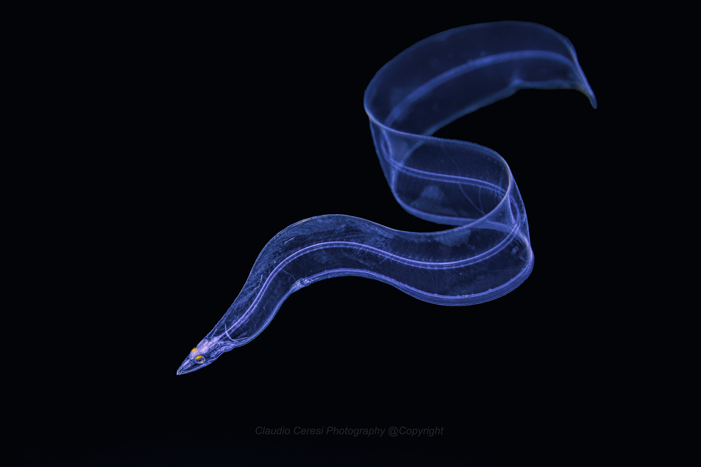 moray eel tape in larval phase