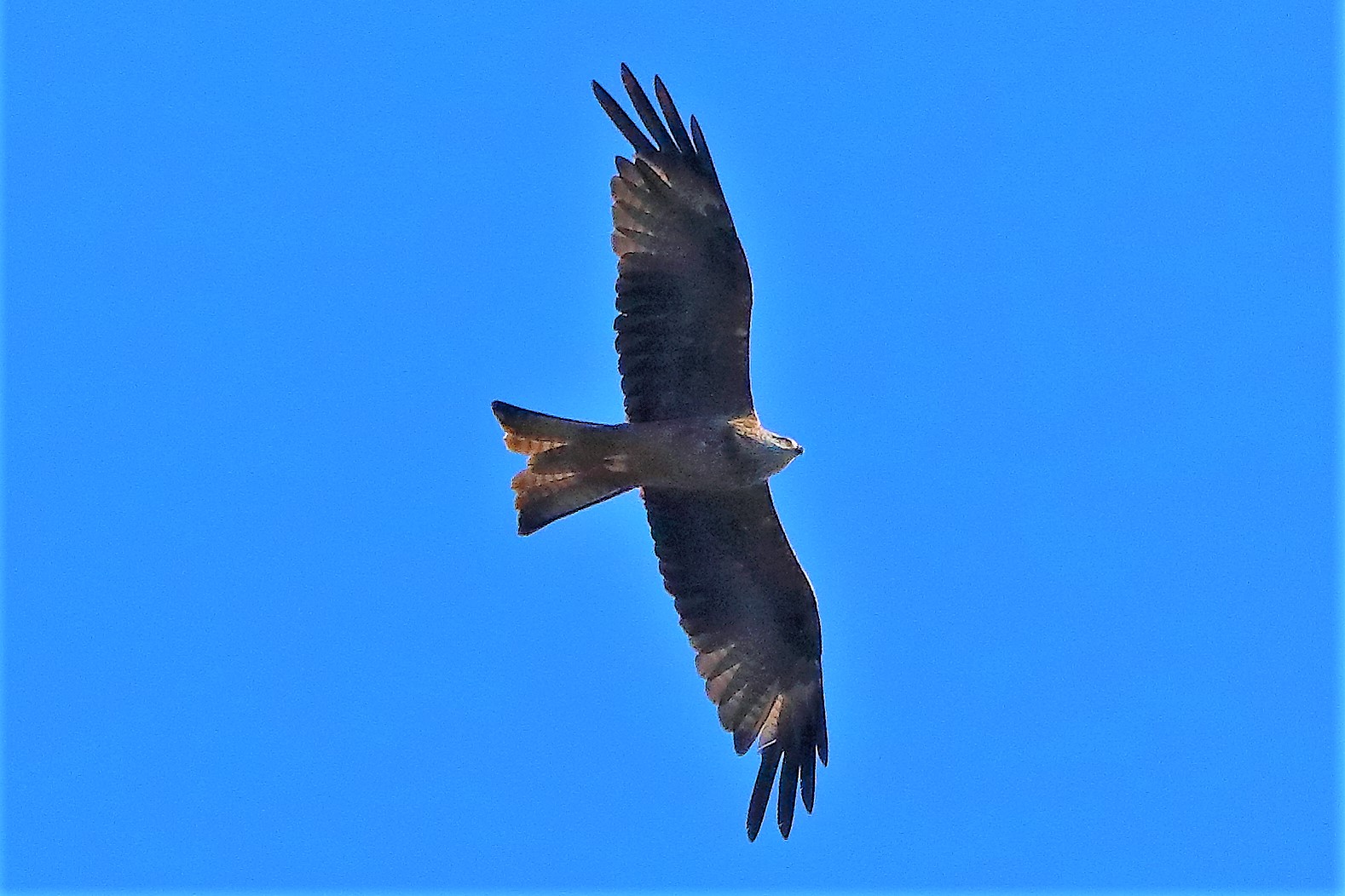 Nibbio bruno 02-08-2022