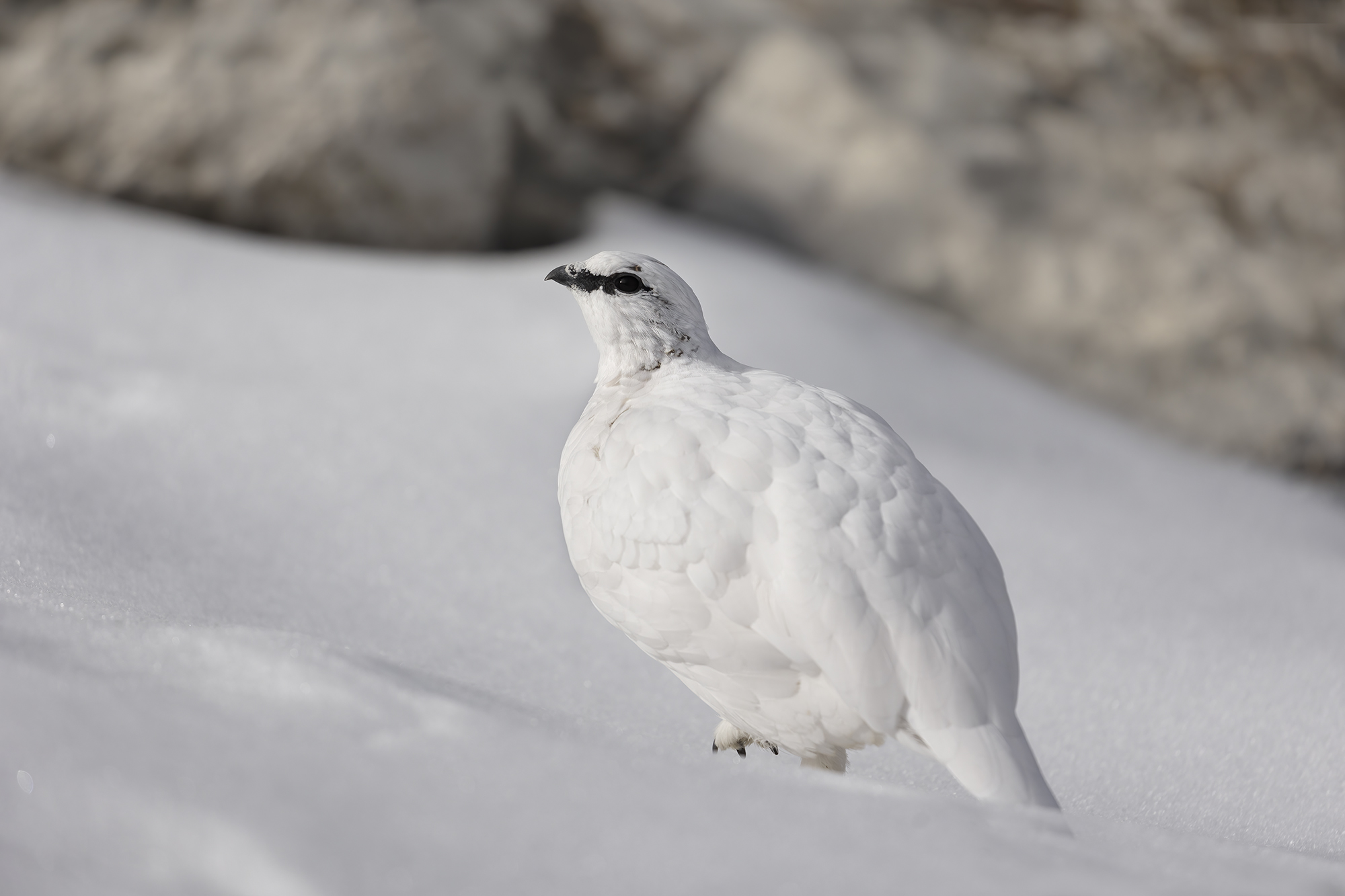 il bianco che conquista, pernice bianca