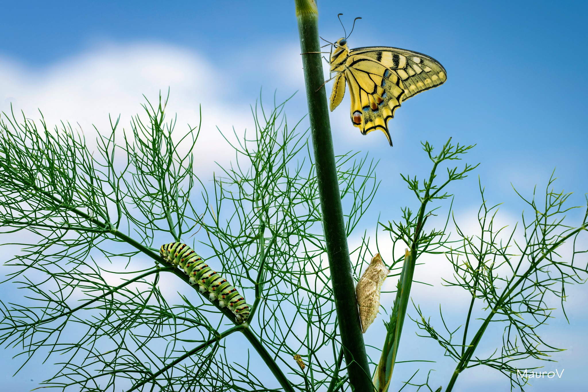 Macaone in different stages