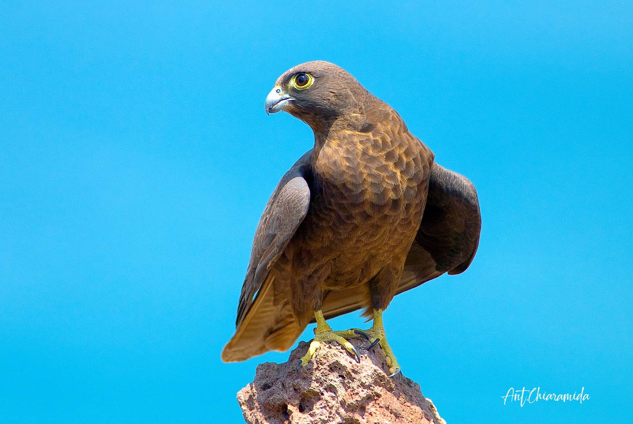 Falco eleonorae Sardegna