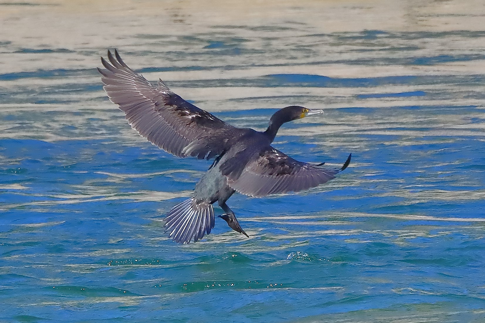 Cormorano 08-08-2022