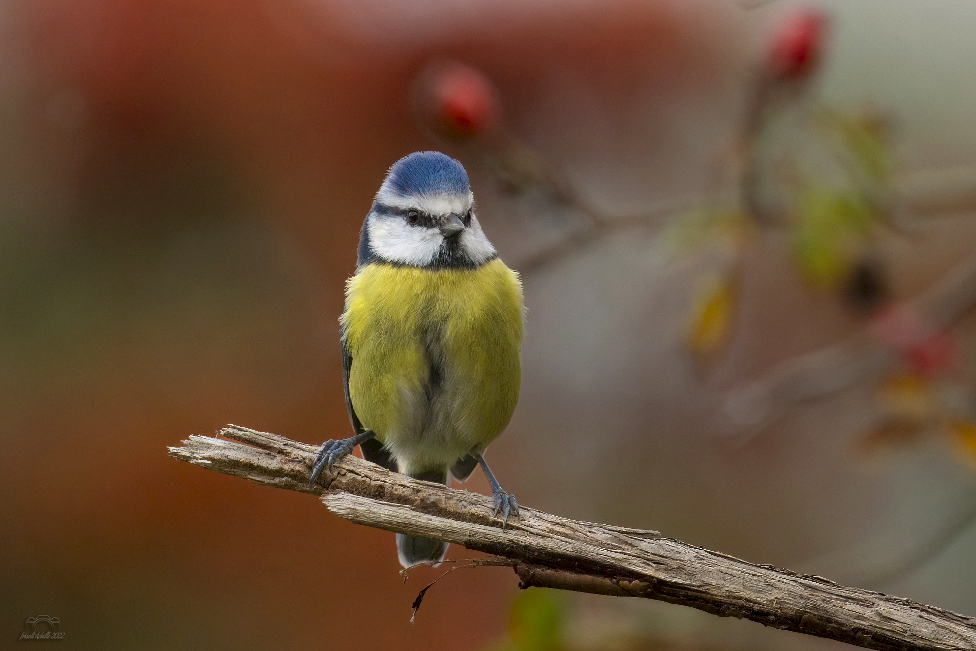 La modella perfetta " Cinciarella "