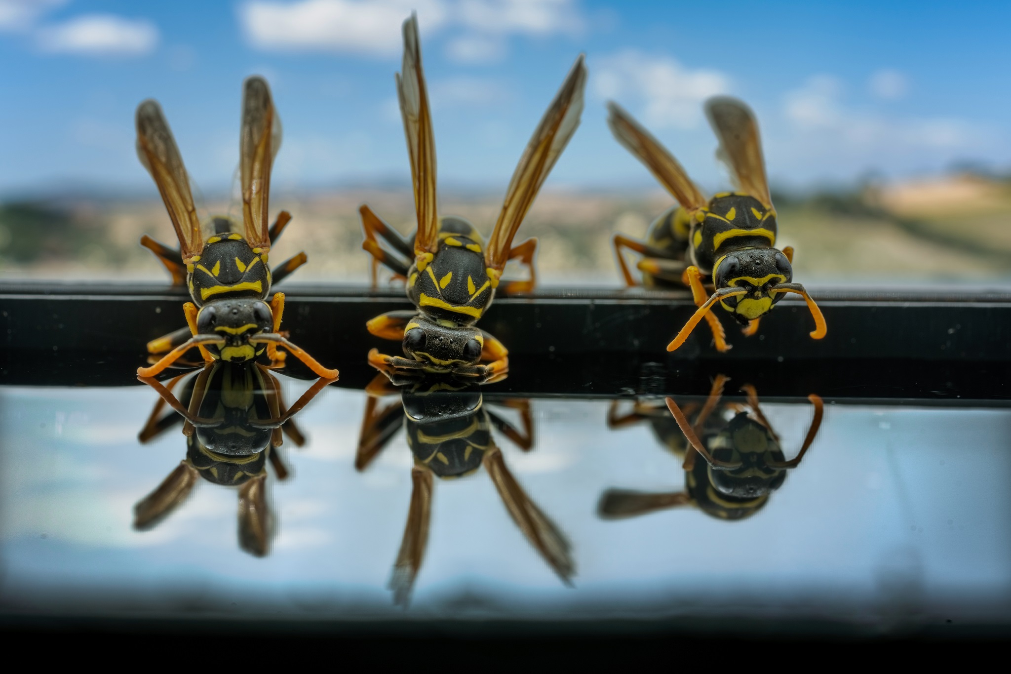 Thirsty wasps at the cat's bowl