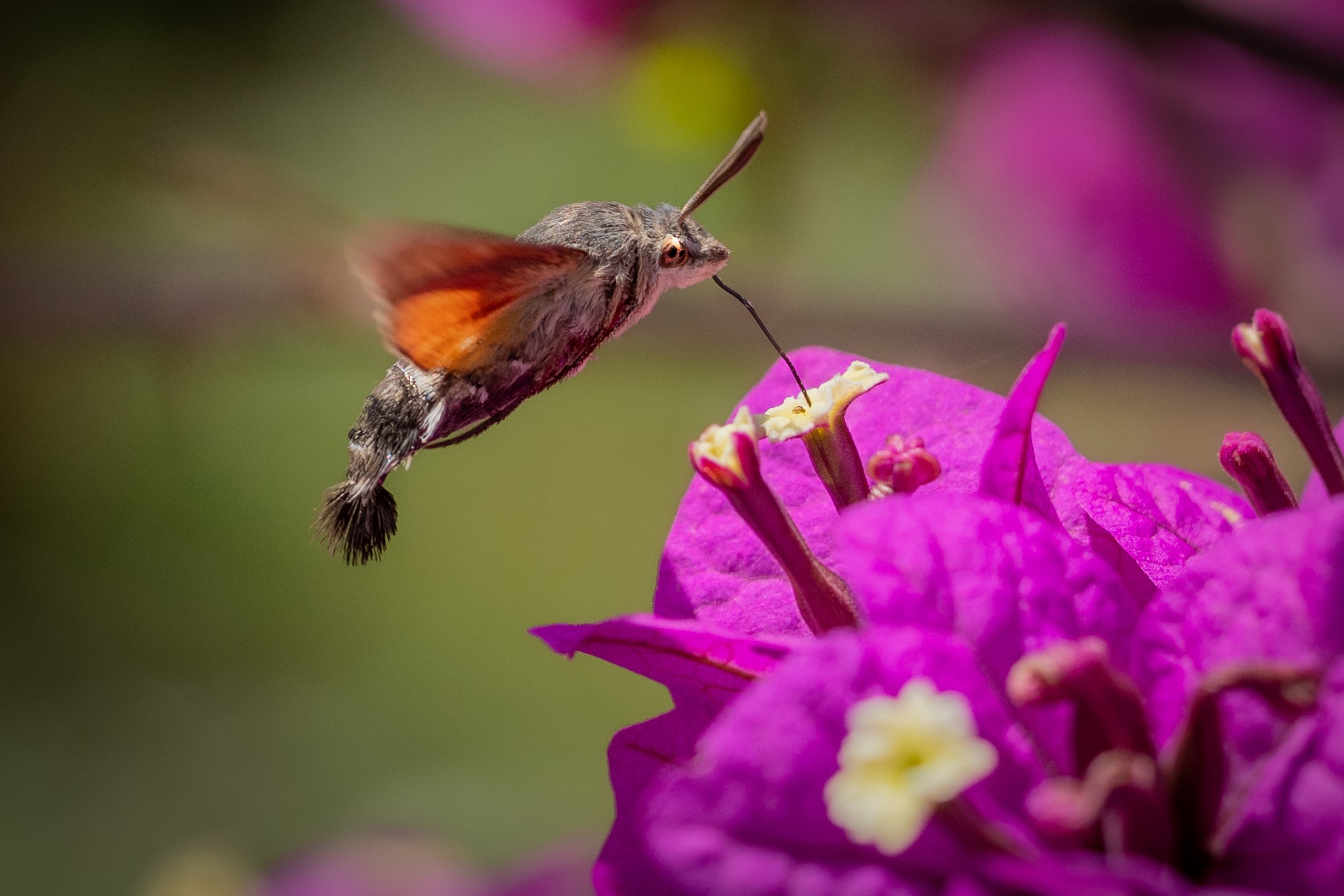 Sphinx colibri on bougainvillea