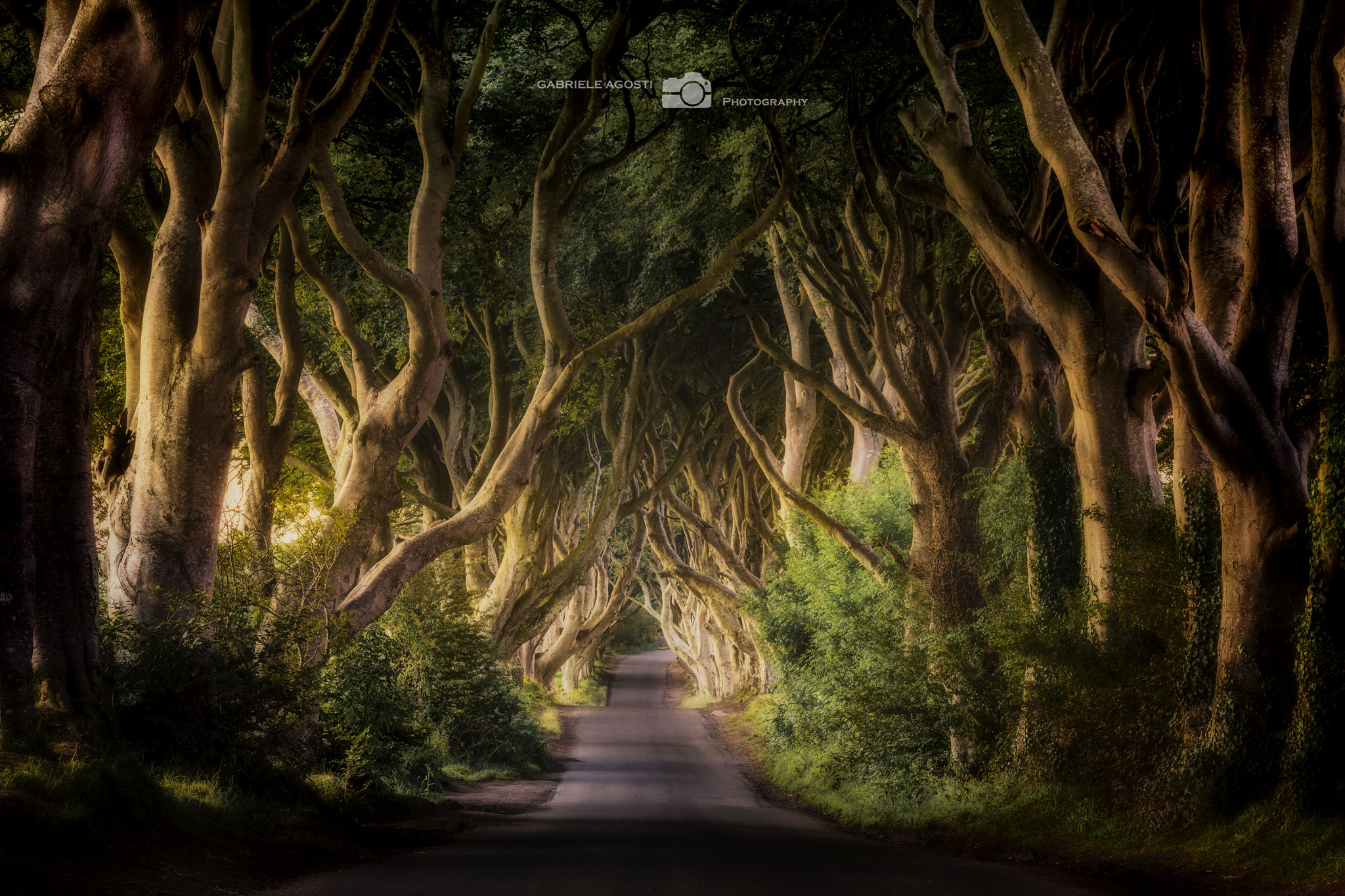 The Dark Hedges
