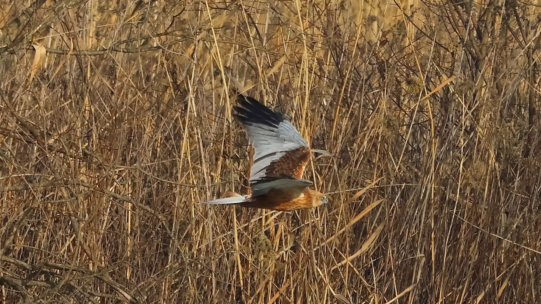 Falco di palude 21 gen 2022 --079--