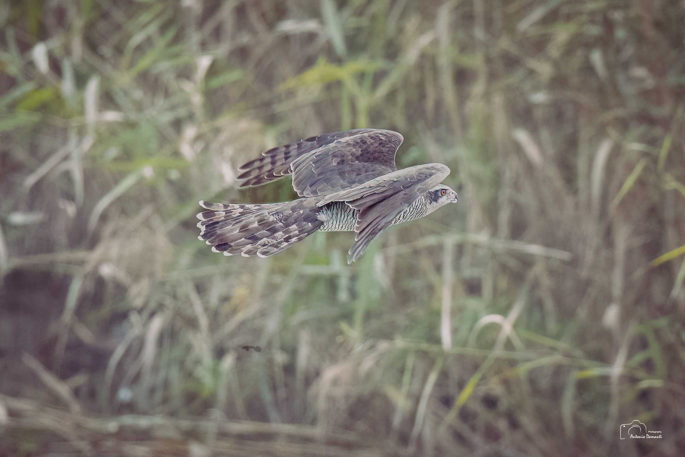 Goshawk