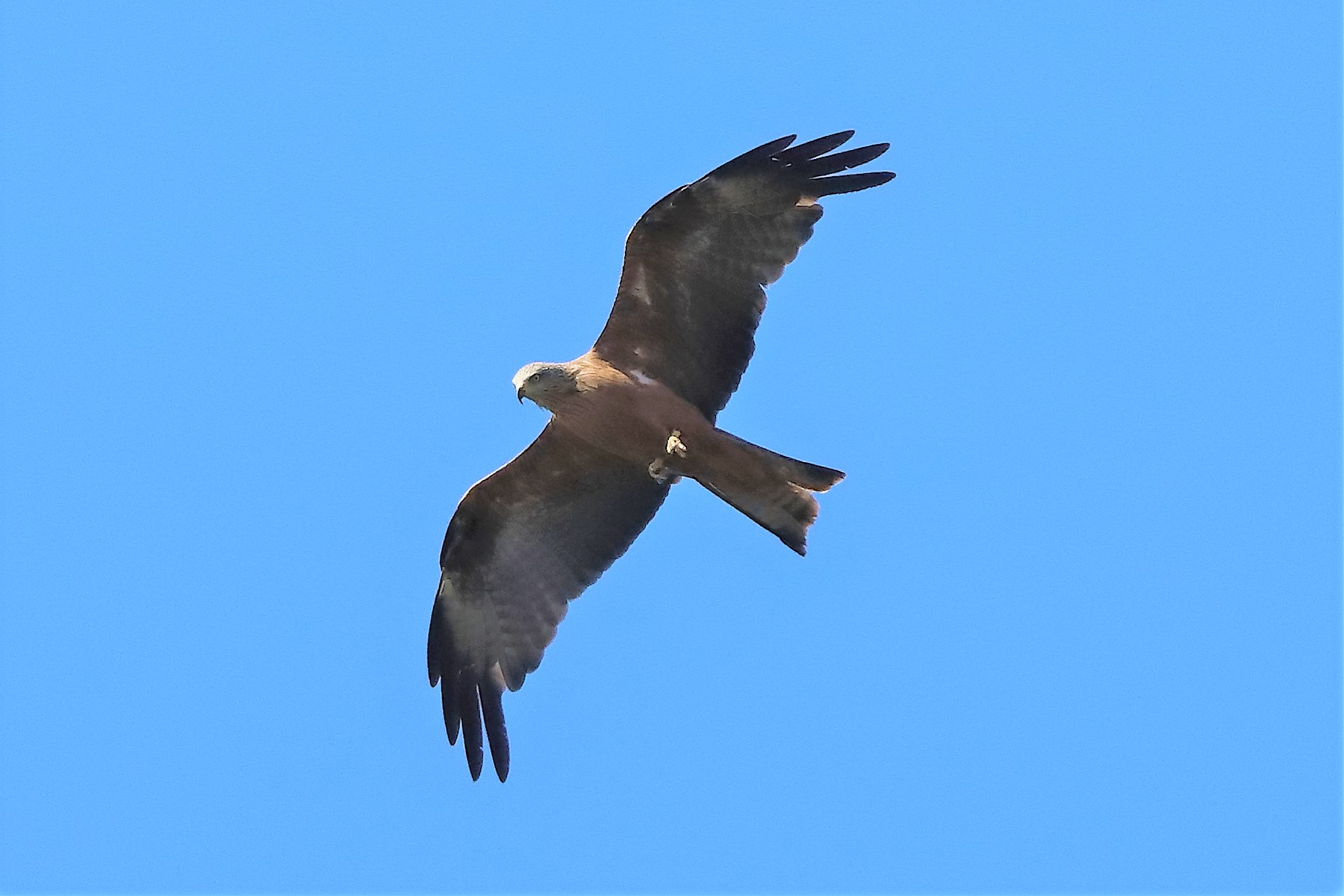 Nibbio bruno 30-07-2022