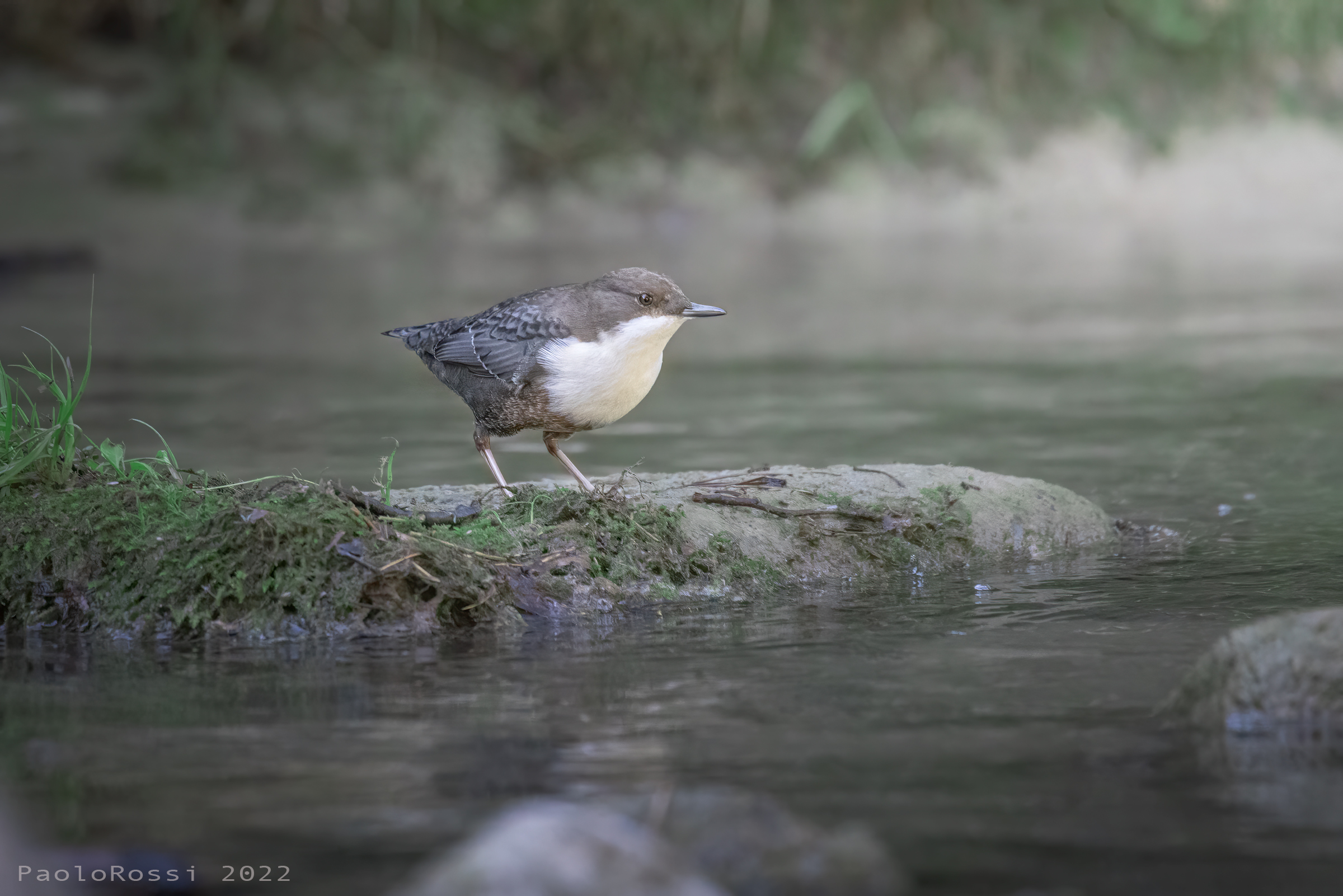 White-throated dipper...