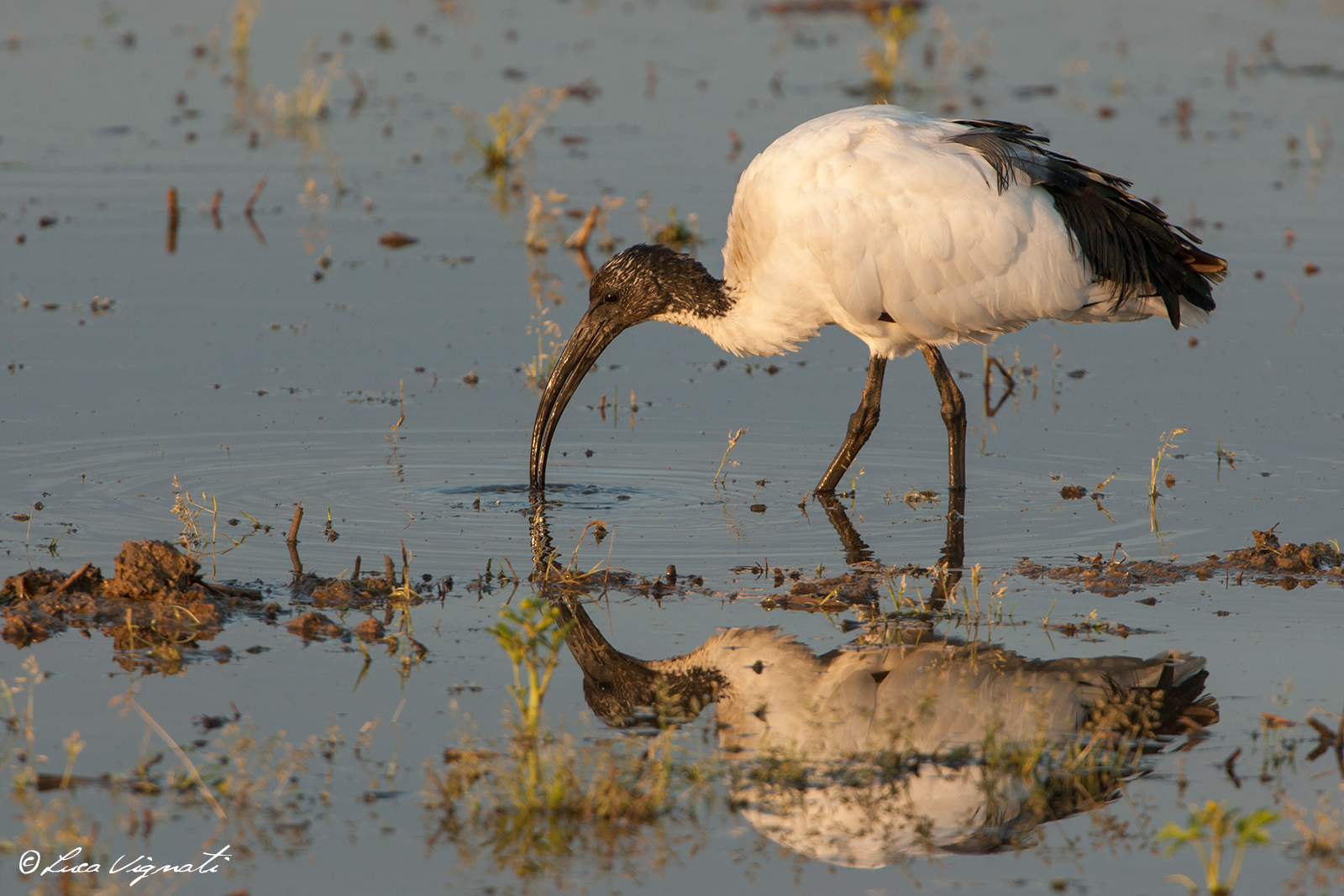 Sacred Ibis