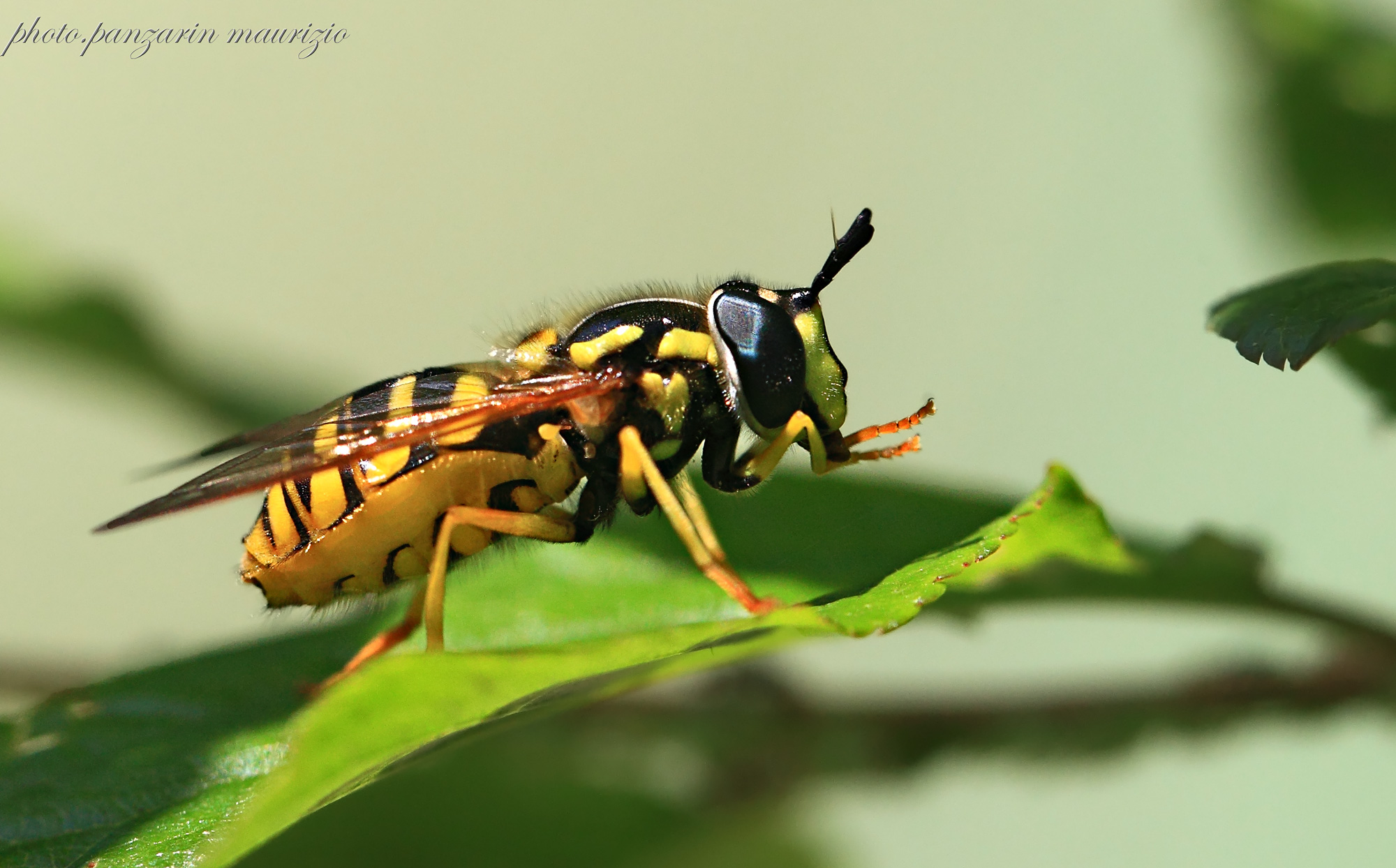 Hoverfly (hoverfly)