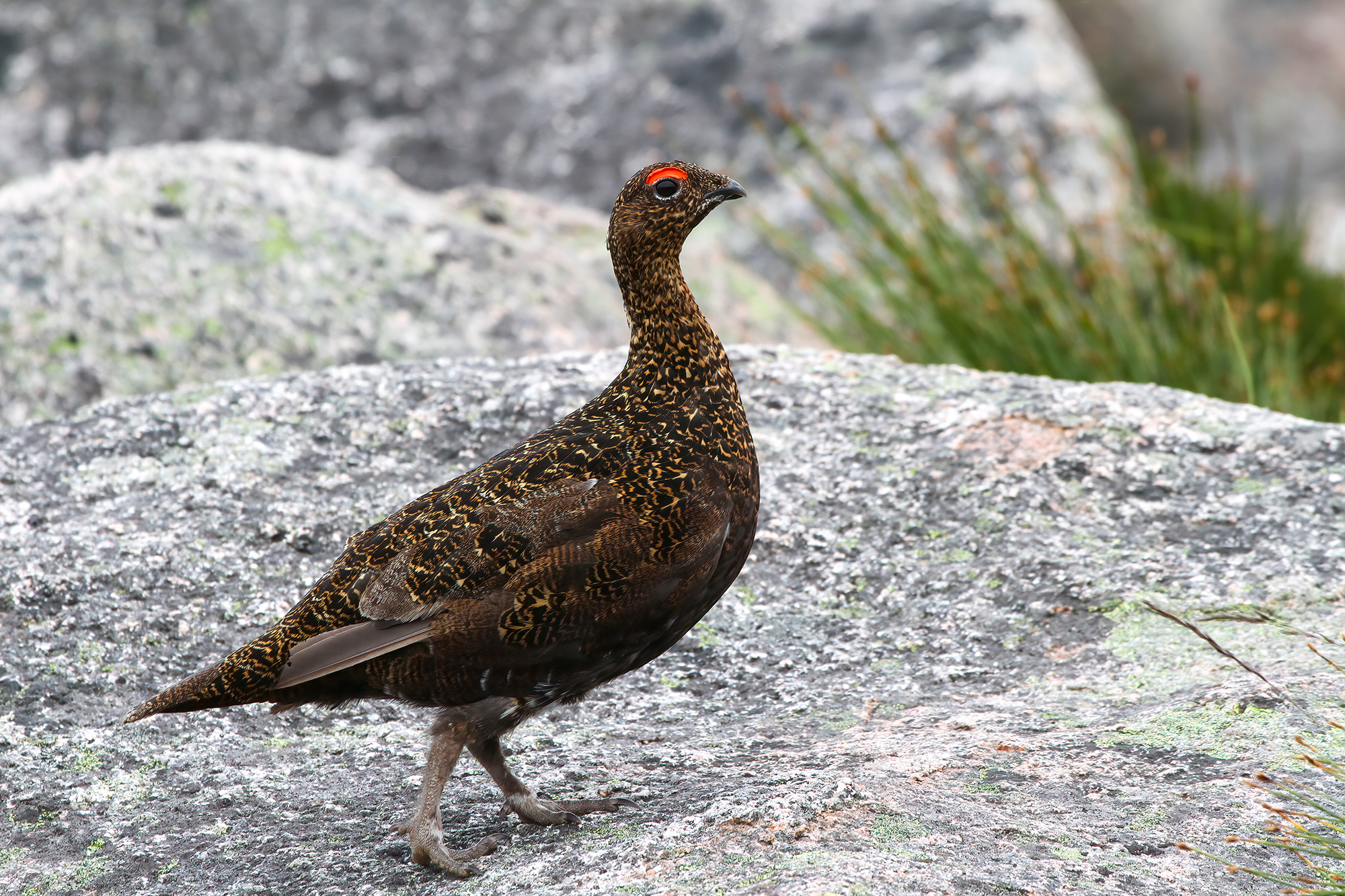 Pernice rossa di Scozia