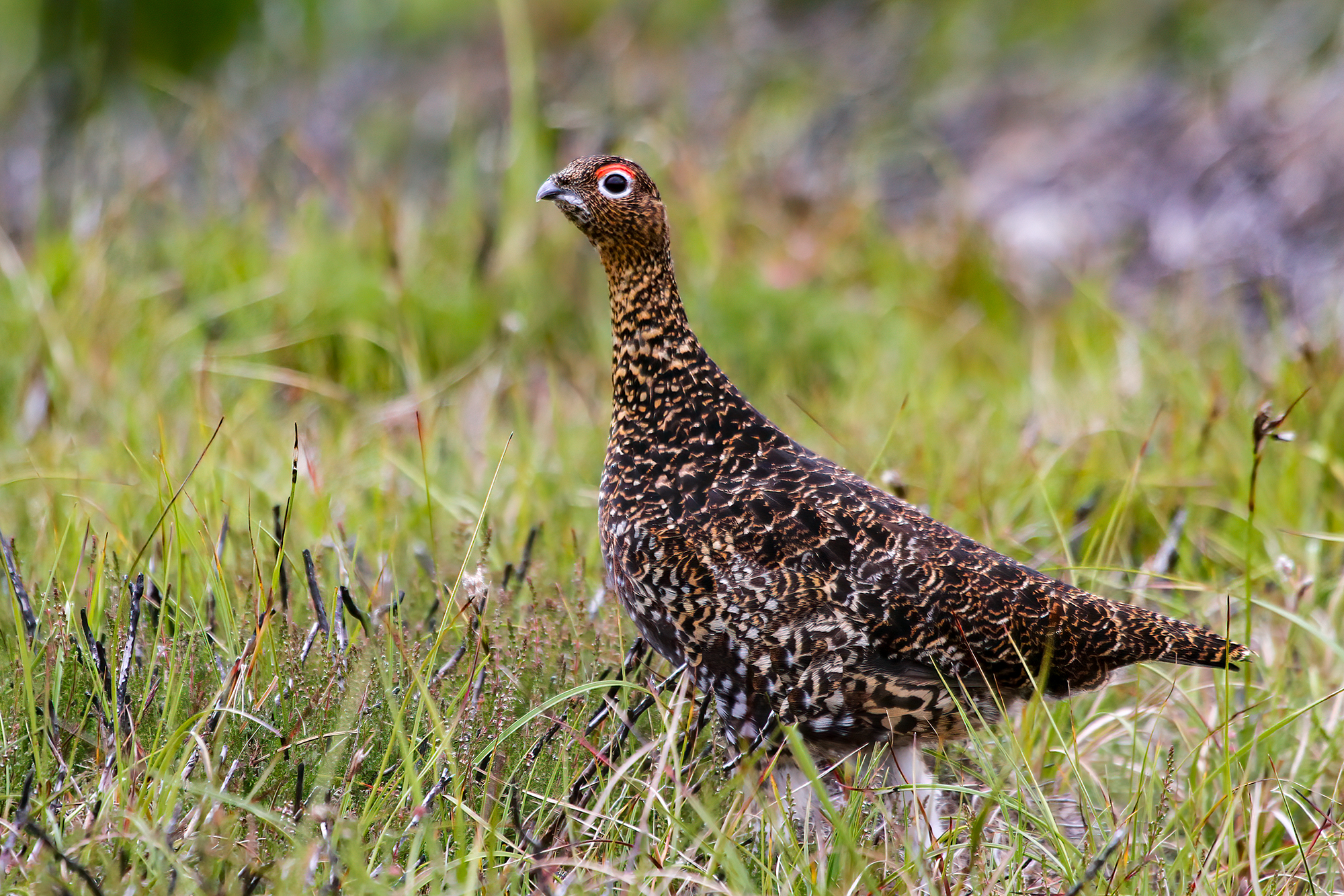 Pernice rossa di Scozia