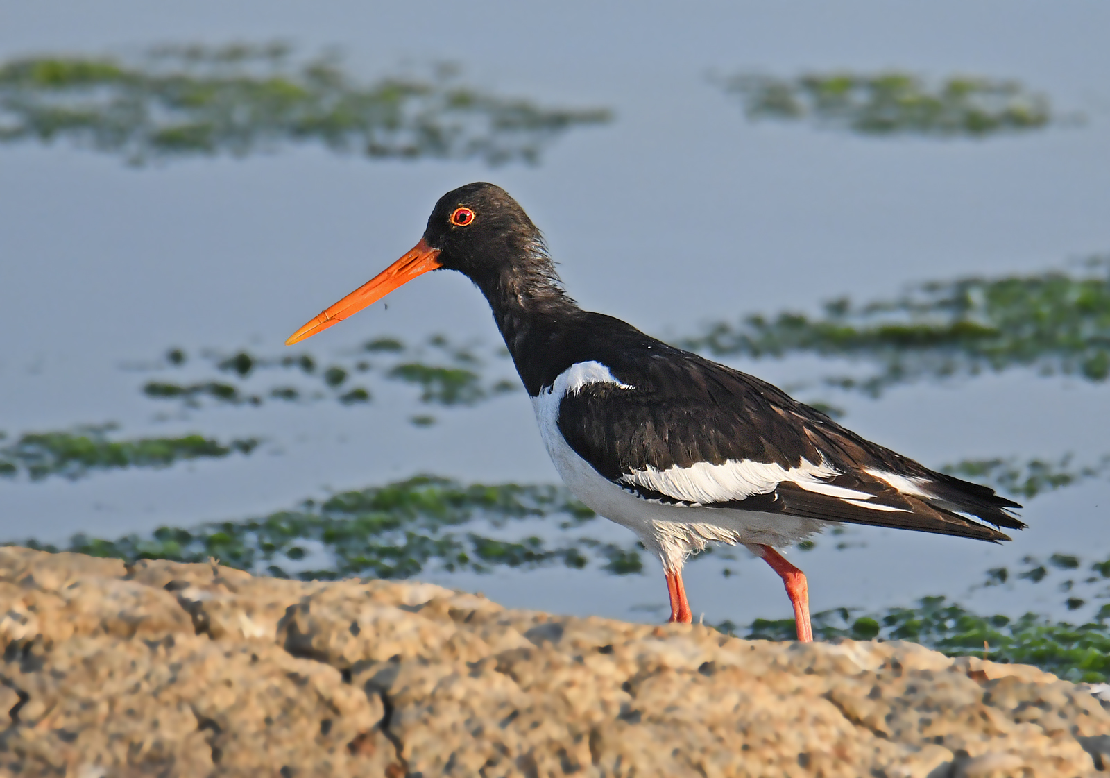 Oystercatcher
