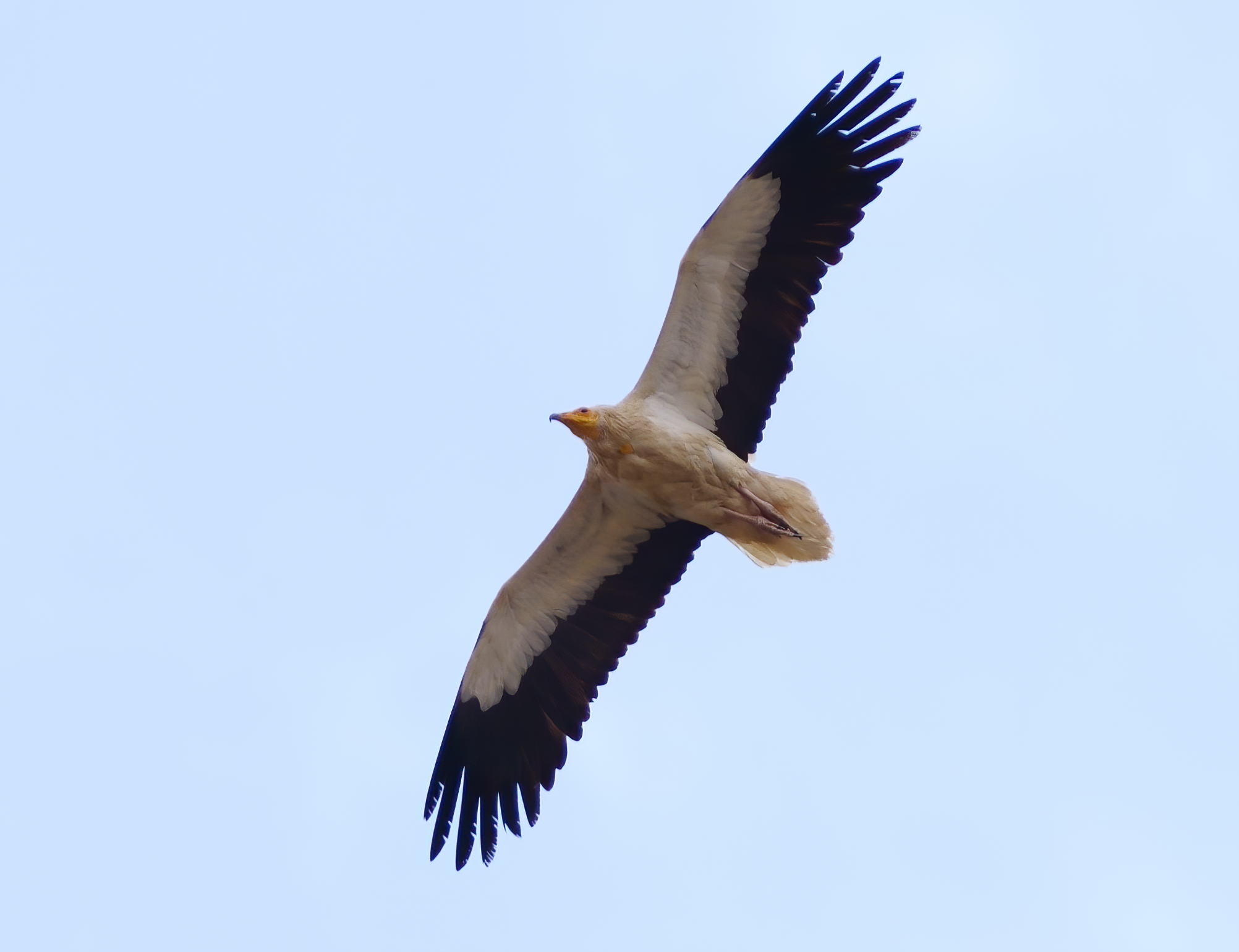 White scavenger vulture