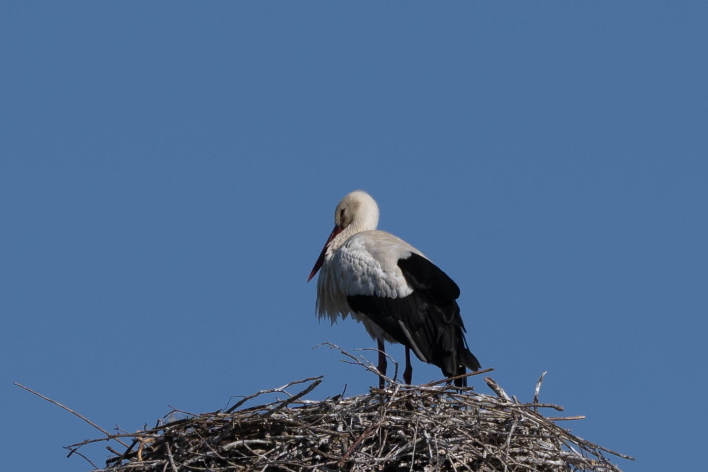 Stork