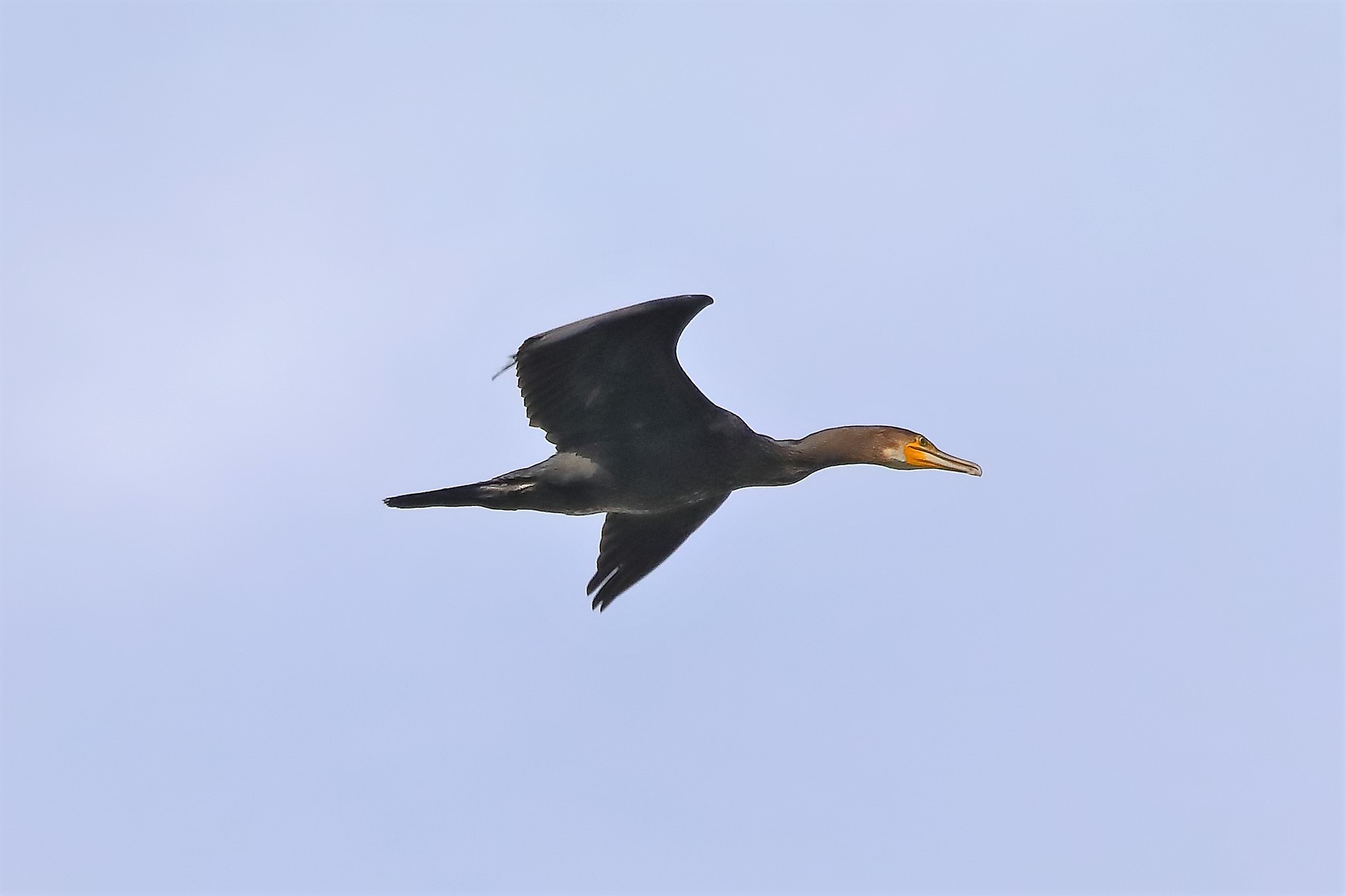 cormorano 07-08-2022
