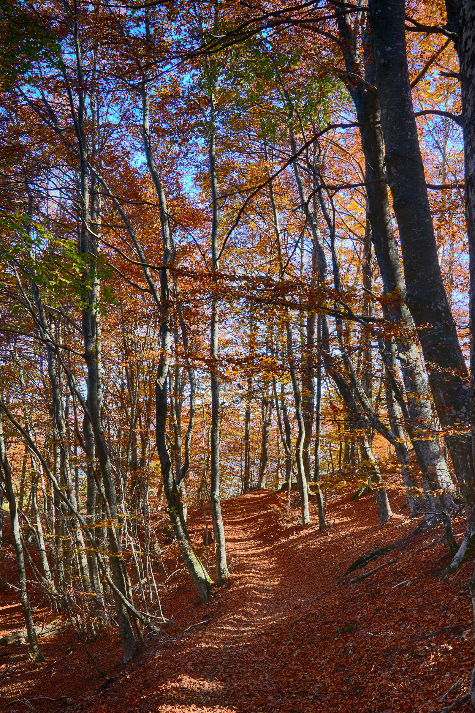 Foliage2 - Caldirola/Rifugio Orsi - 10.2022