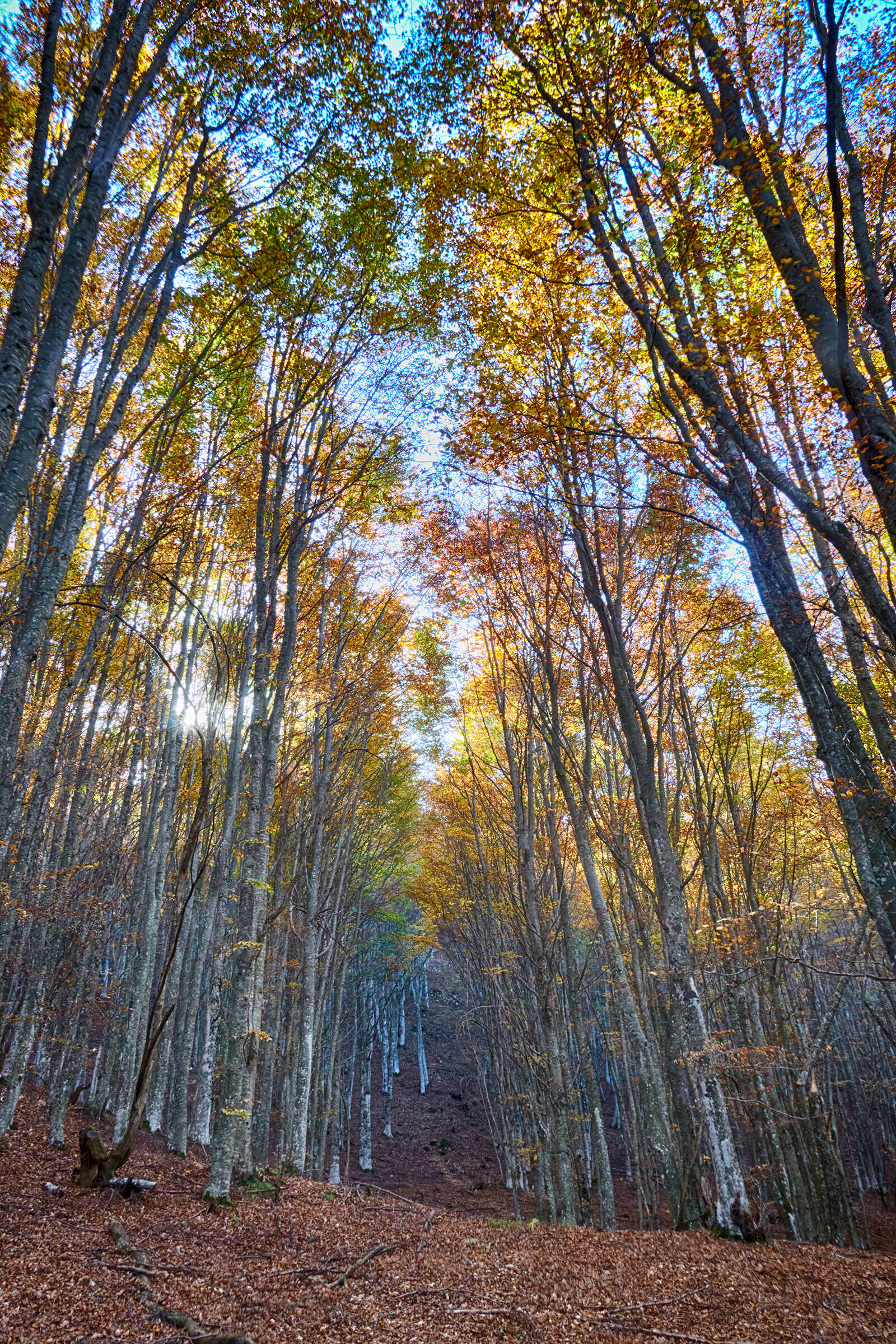 Foliage3 - Caldirola/Rifugio Orsi - 10.2022