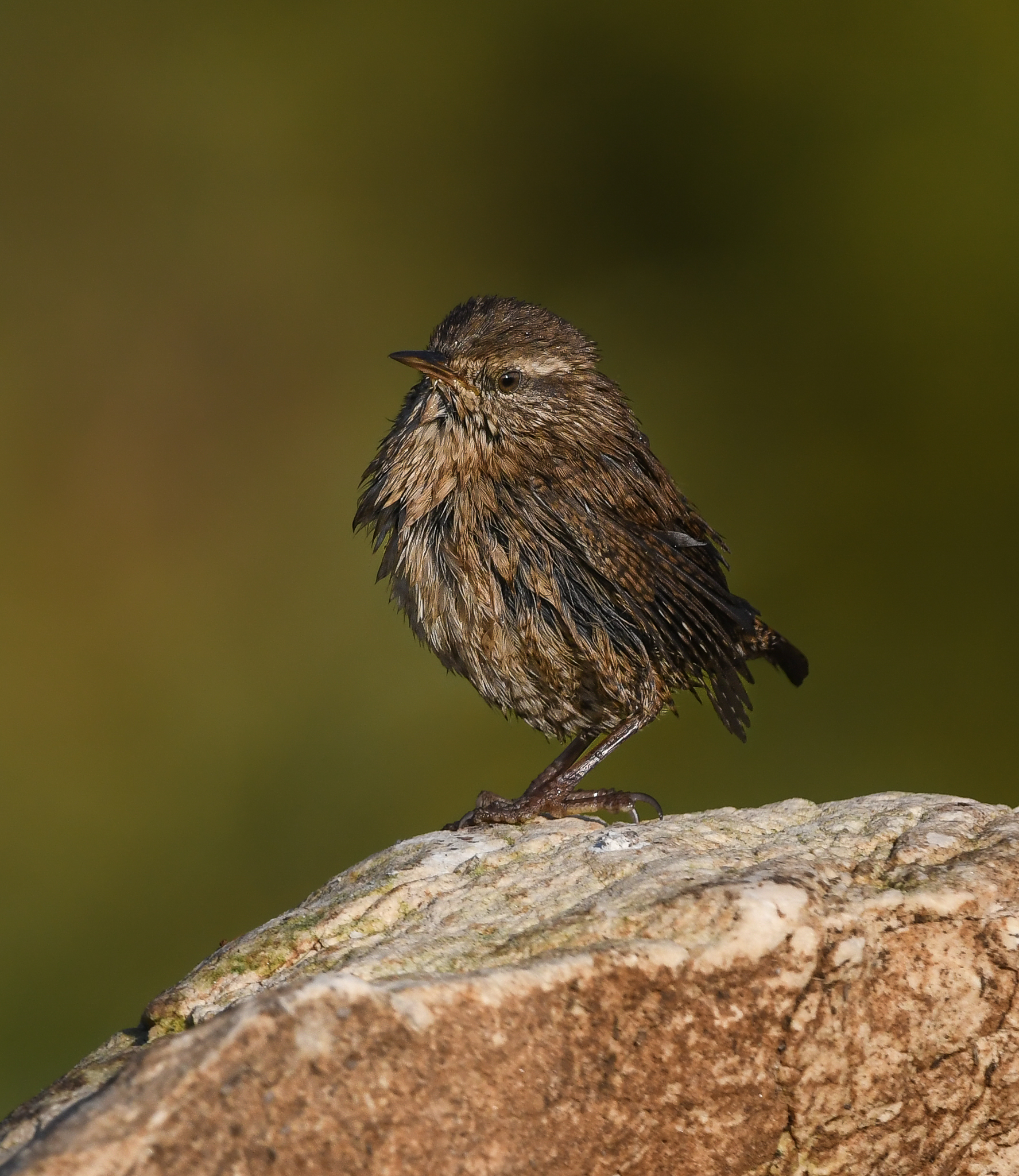 Scricciolo di piume arruffate
