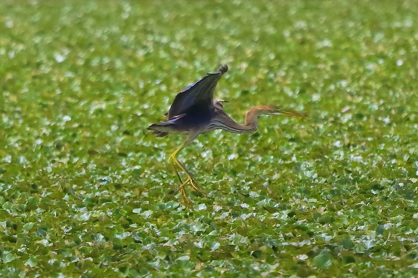 Airone rosso 19-08-2022