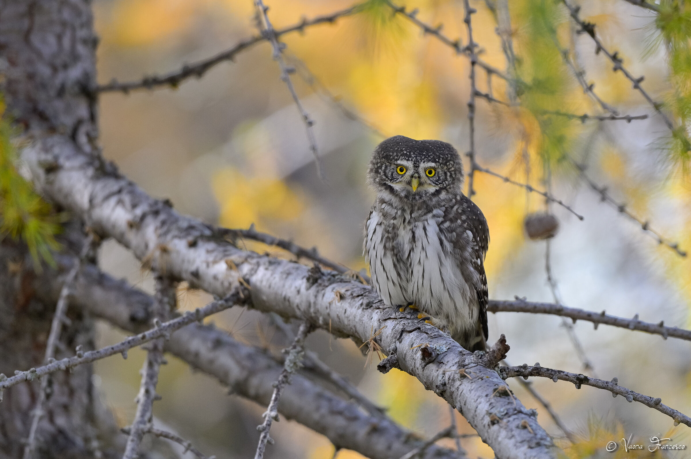 Finally the Dwarf Owl!