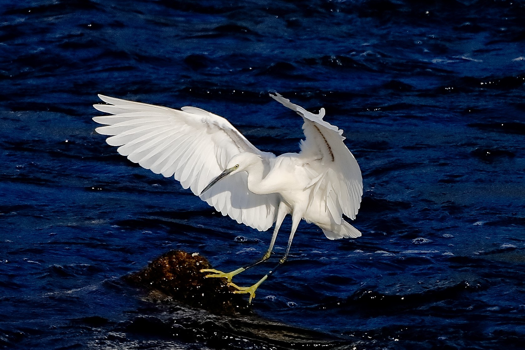 Garzetta 19 ottobre 20