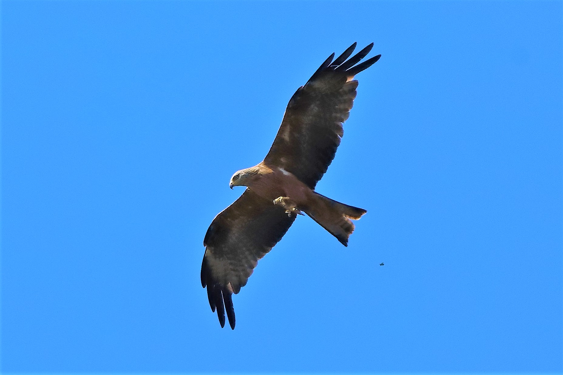 Nibbio bruno 30-07-2022