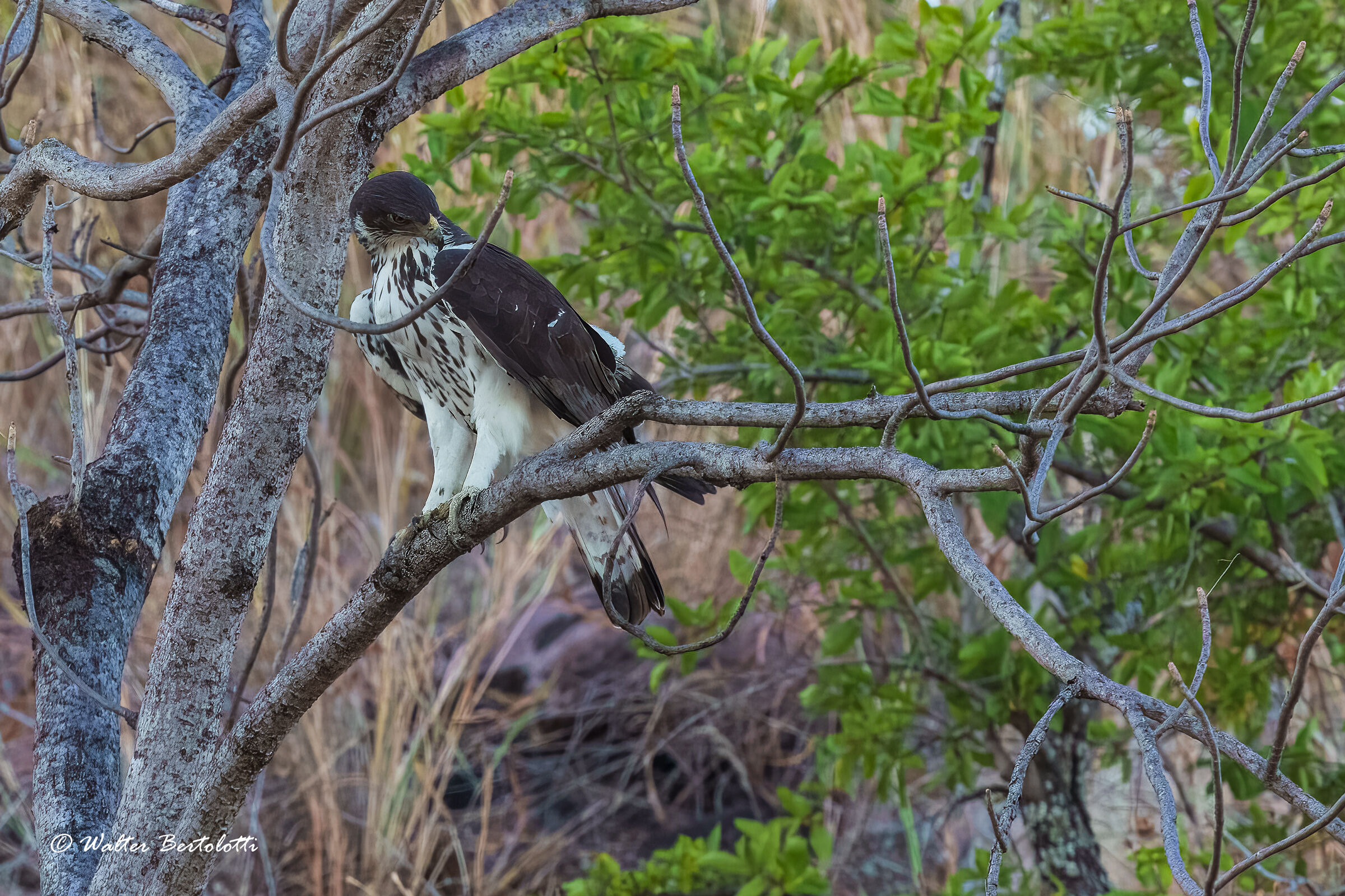aquila minore africana