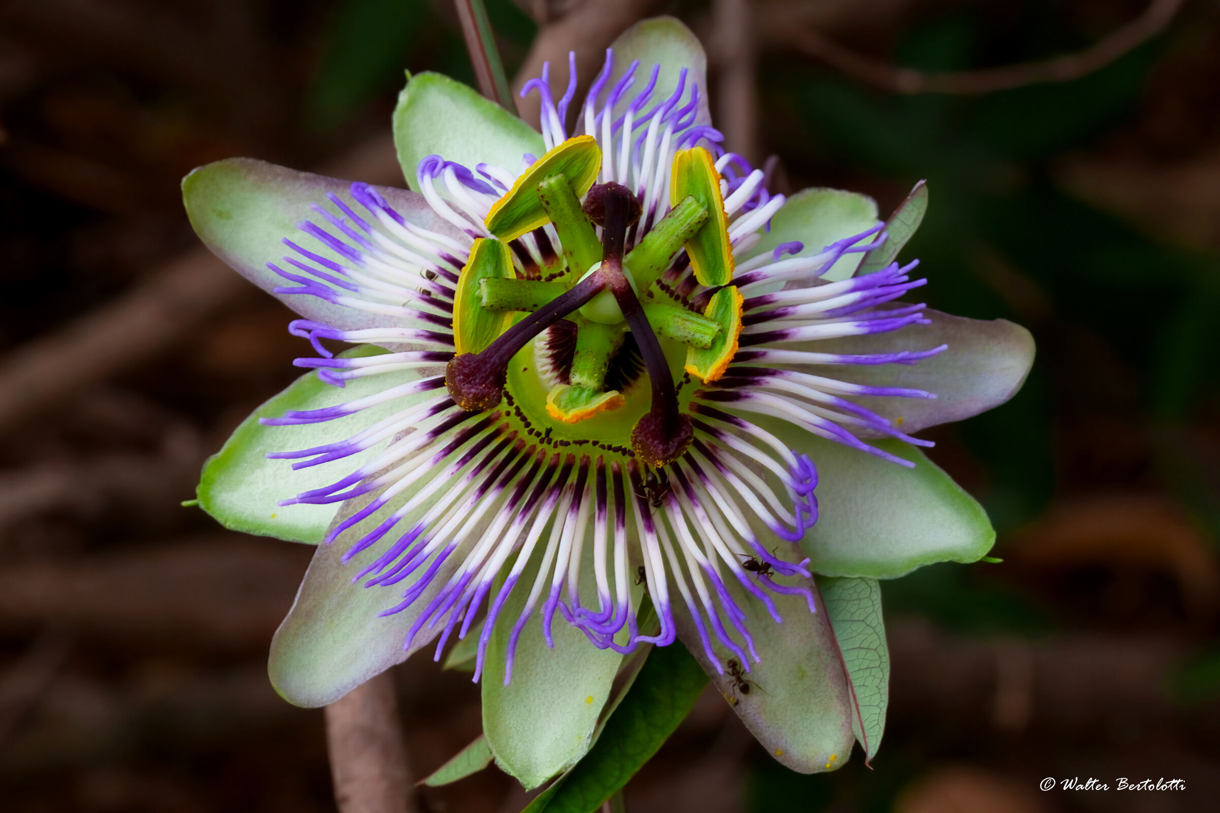 Passiflora
