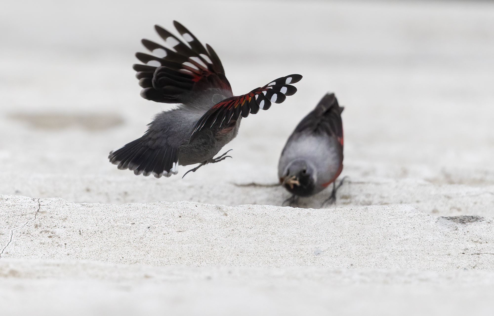 In volo dal papà, picchio muraiolo