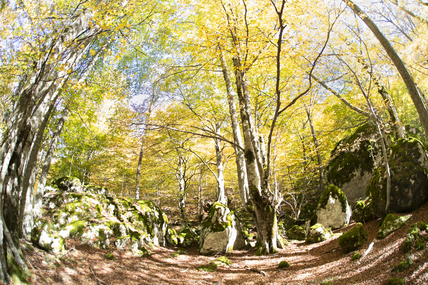 autumn