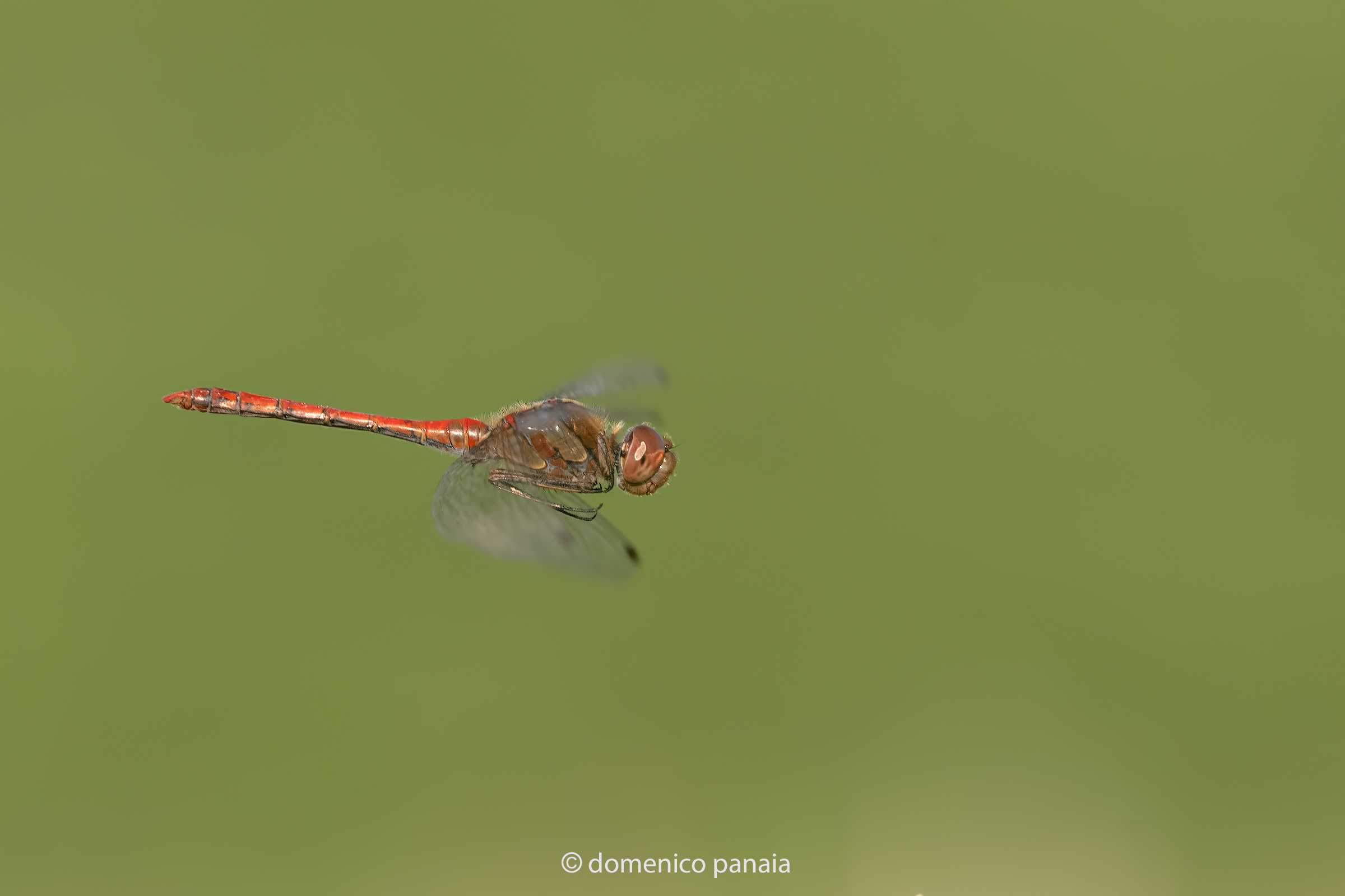 sympetrum striolatum