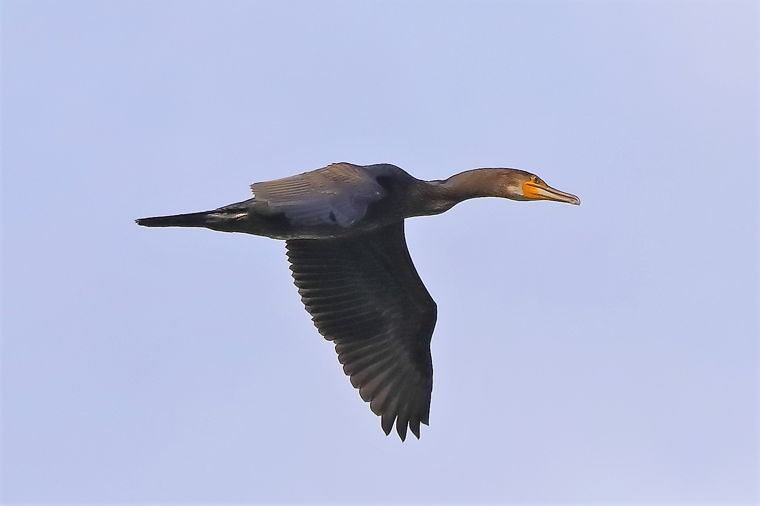 cormorano 07-08-2022