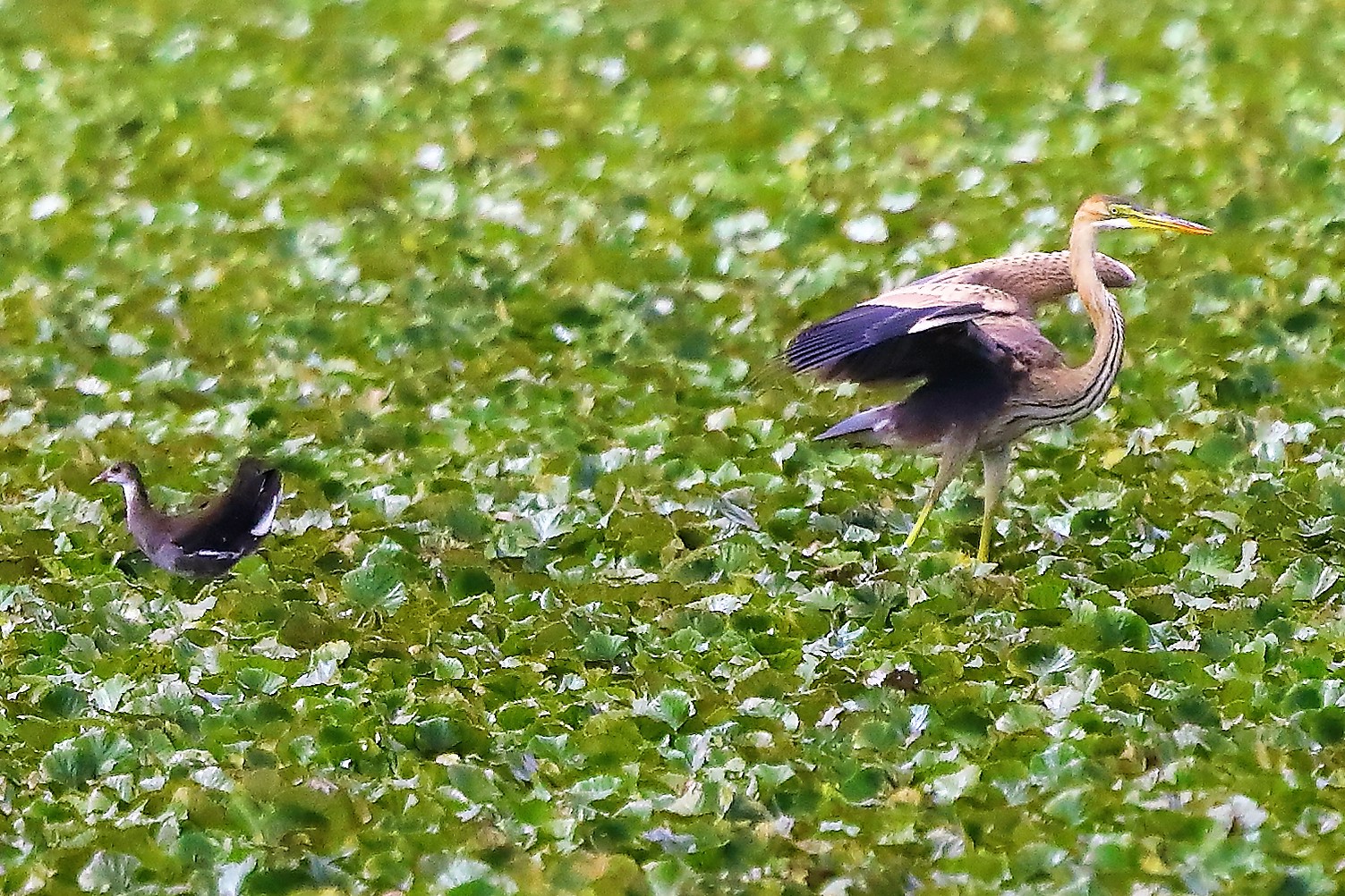 Airone rosso 19-08-2022