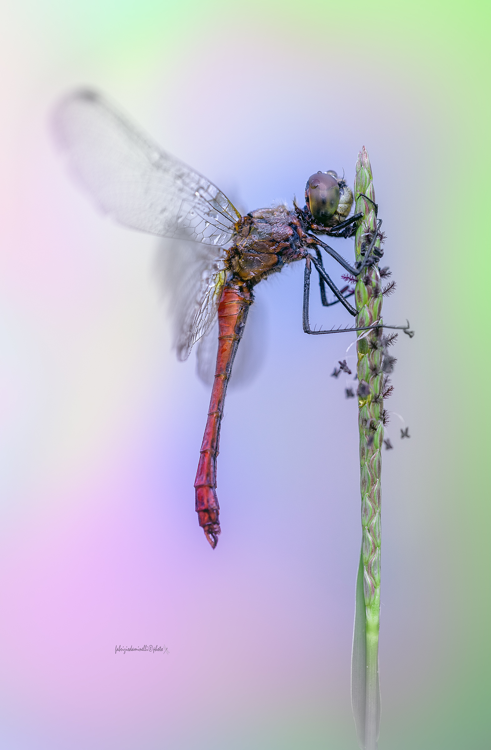Sympetrum depressiusculum