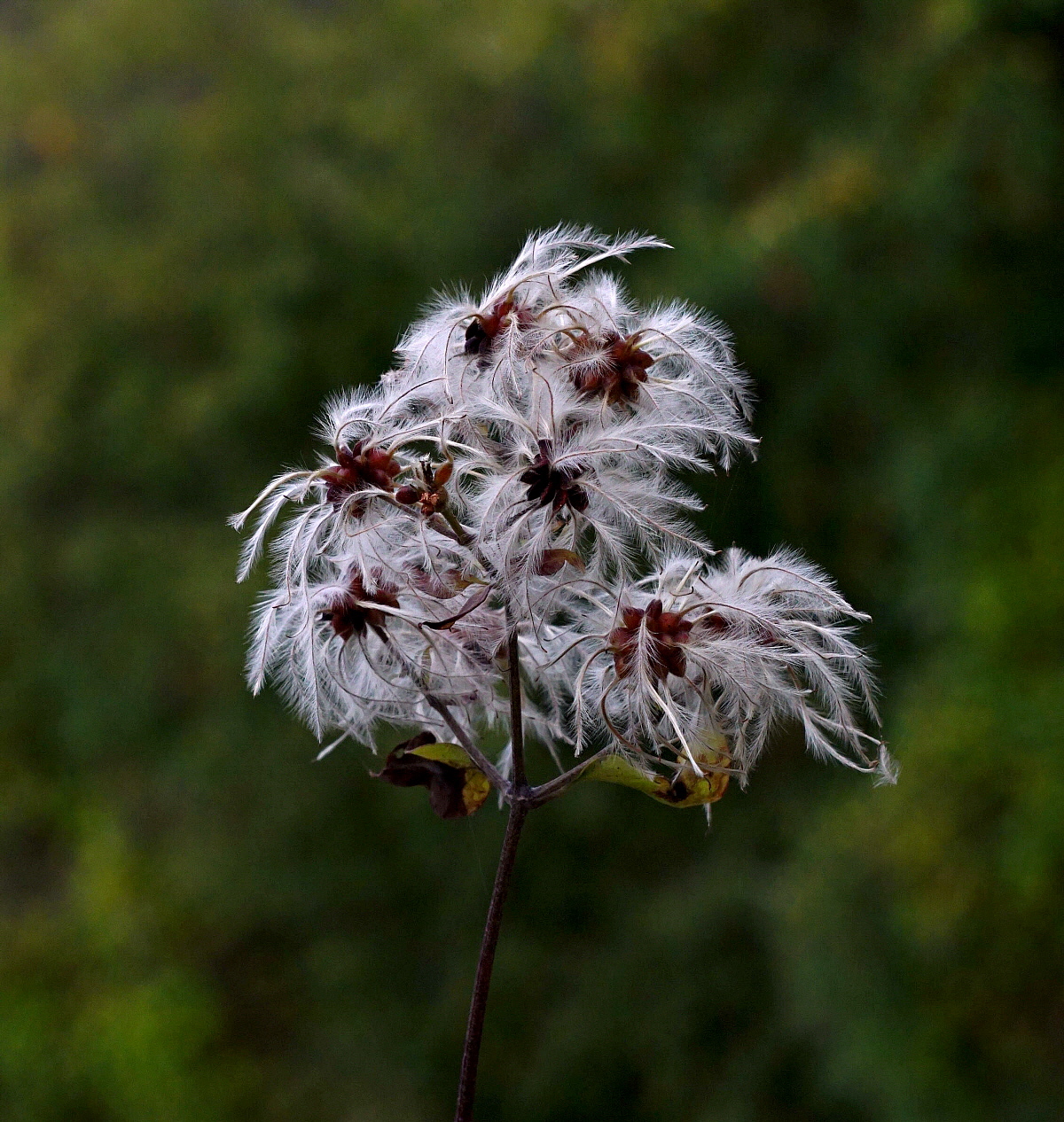 Evanescenze boschive