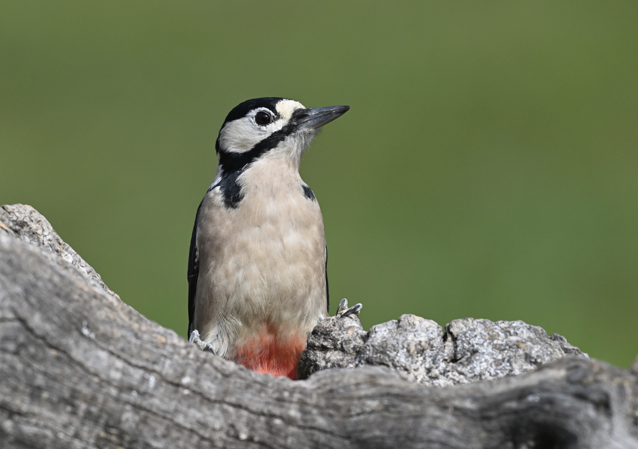 Female spotted woodpecker